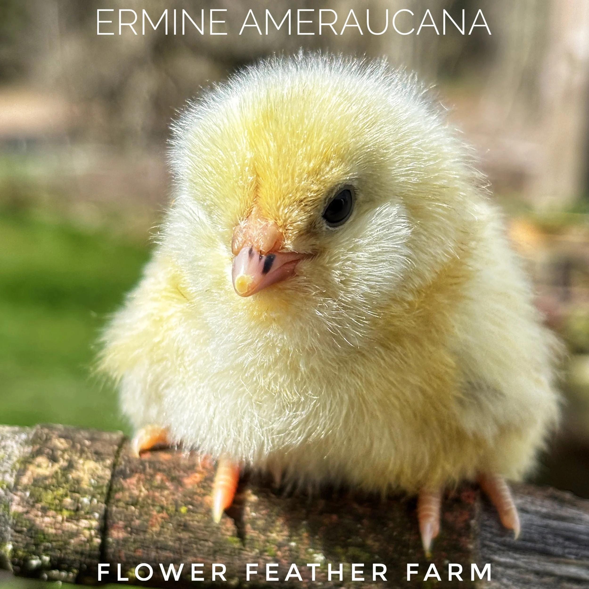 Ermine  Ameraucana Chick, Black or Ermine (Black & White)