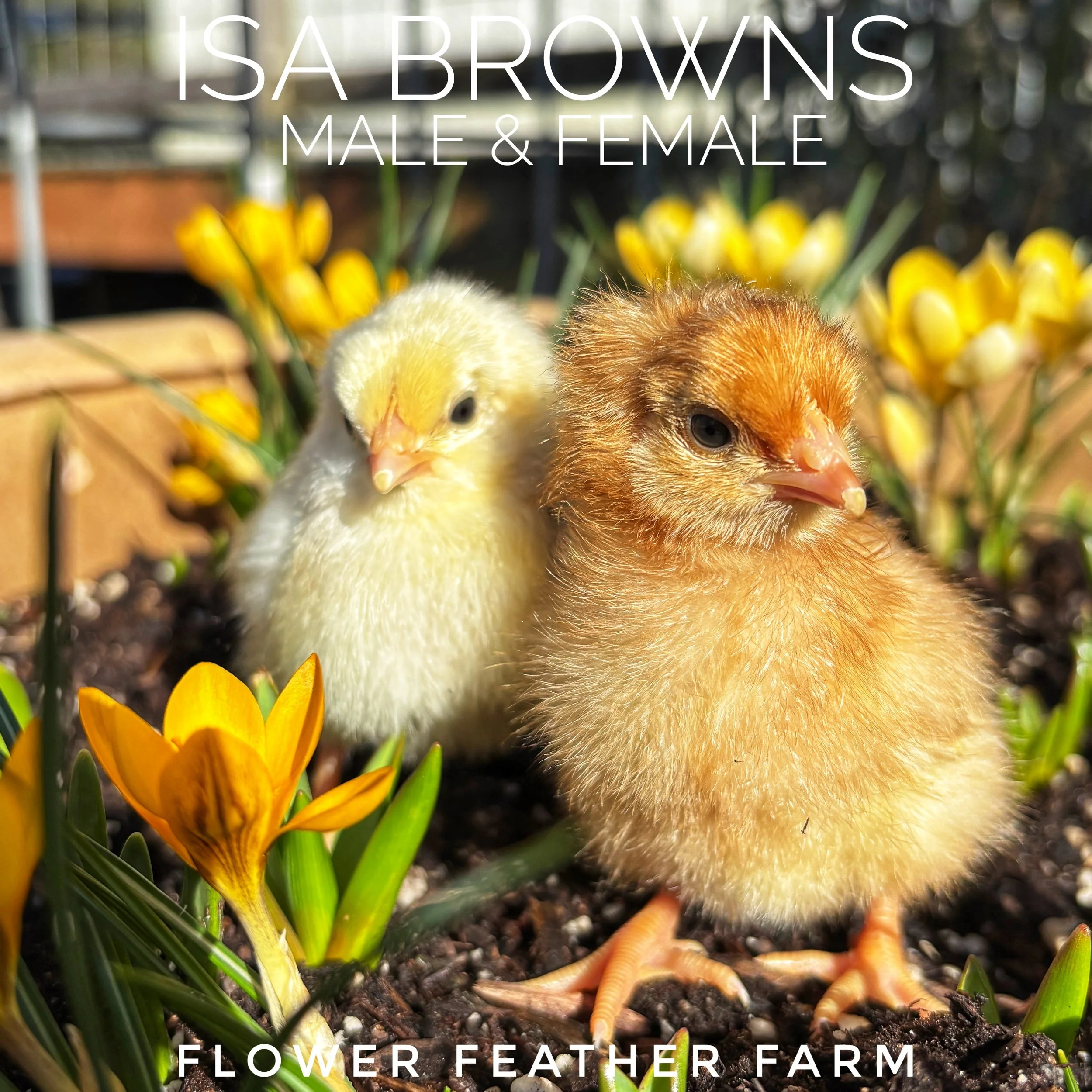 ISA Brown Chicks at Flower Feather Farm, chicks & dahlias, a chick hatchery near me, baby chicks for sale near me, isa brown chicks for sale