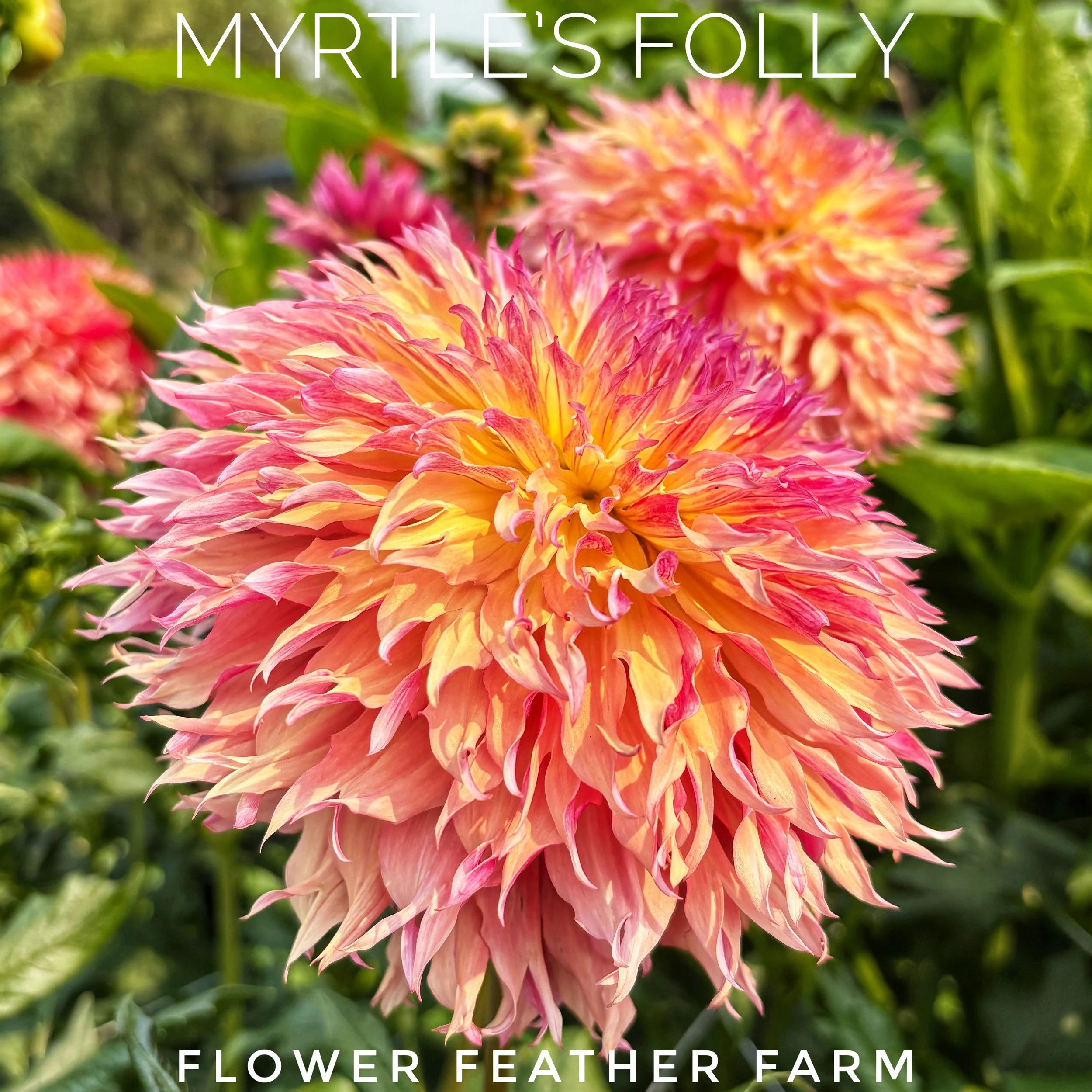 Myrtle's Folly dahlia at Flower Feather Farm brings her frowzy joy to your garden beds and your bouquets.26-11.jpg
