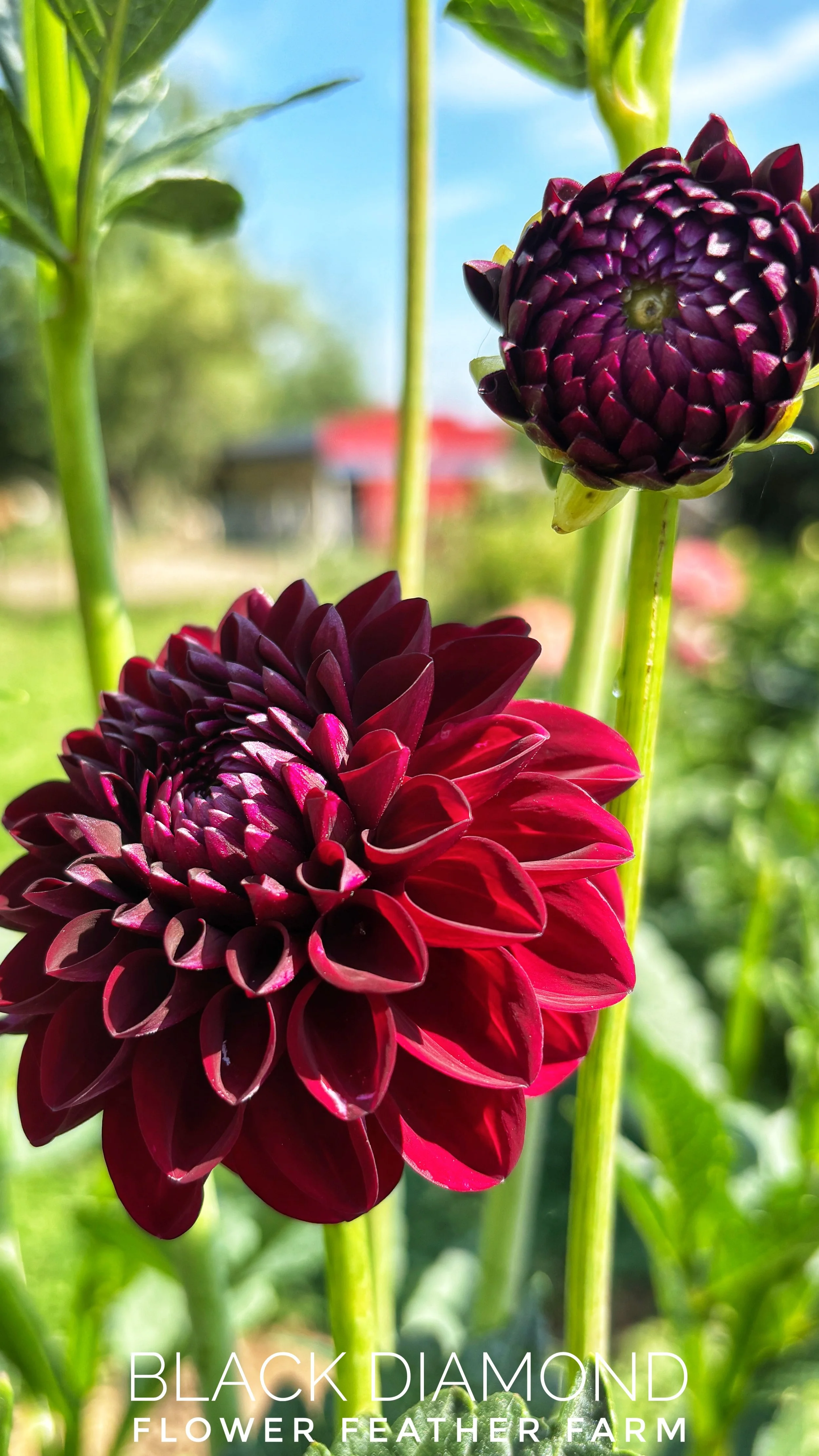 Black Diamond Dahlia at Flower Feather Farm, chicks & dahlias