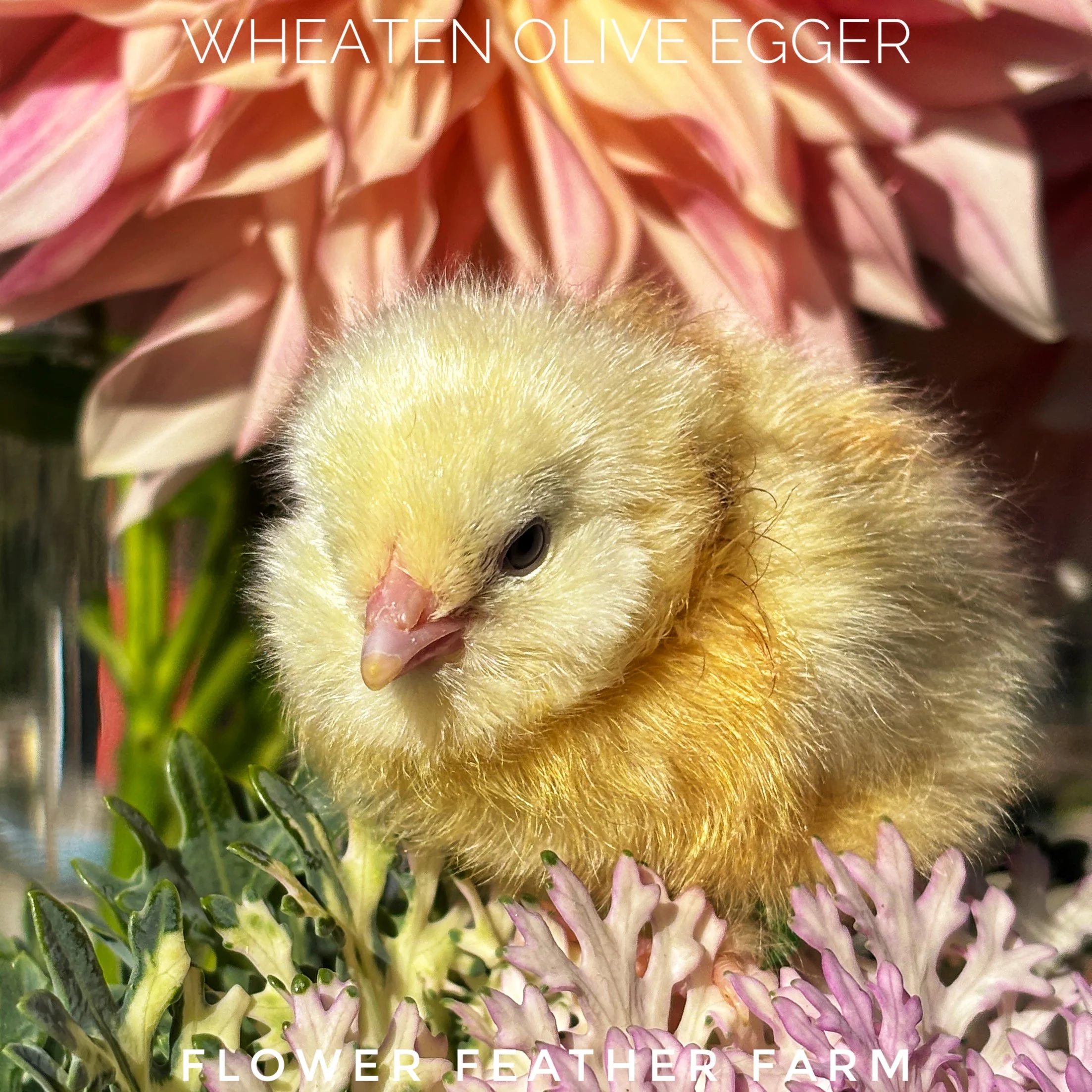 Wheaten Olive Eggers chick, just hatched at Flower Feather Farm, chicks & dahlias