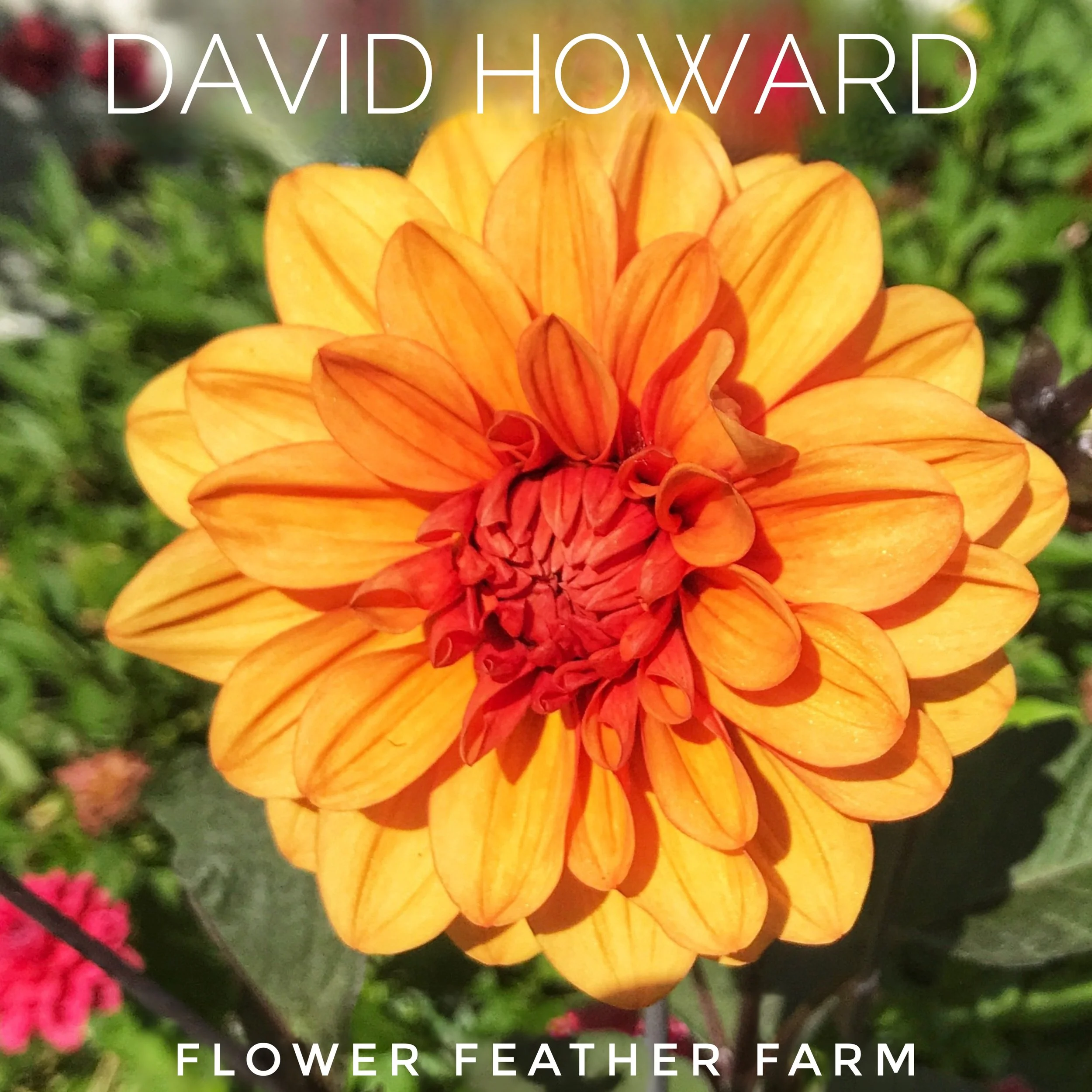 David Howard dahlia at Flower Feather Farm, chicks & dahlias