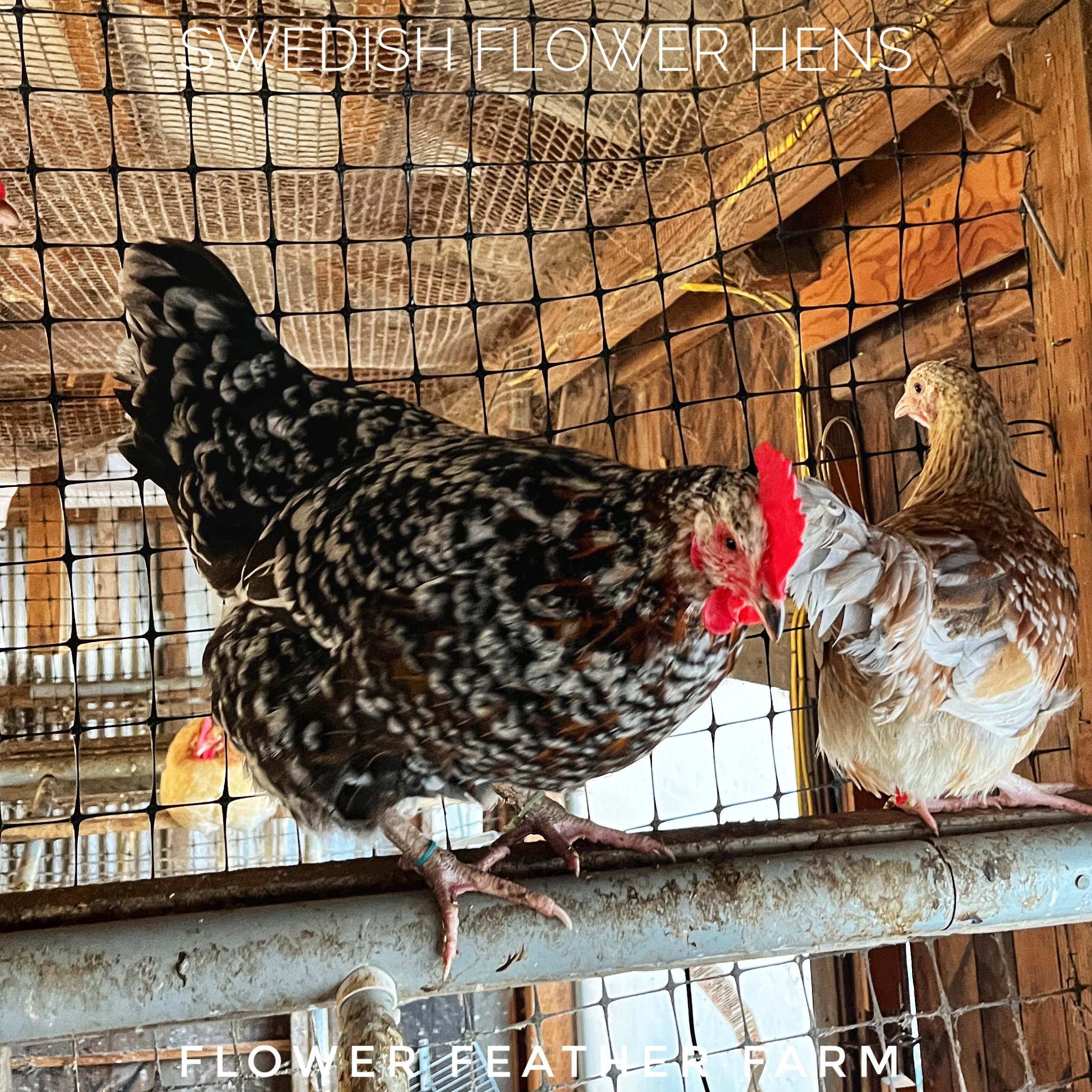 Swedish Flower Hens at Flower Feather Farm, chicks & dahlias, chick hatchery near me, chicken hatchery near me, chicken for sale, hens for sale near me, pullets for sale near me, laying hens