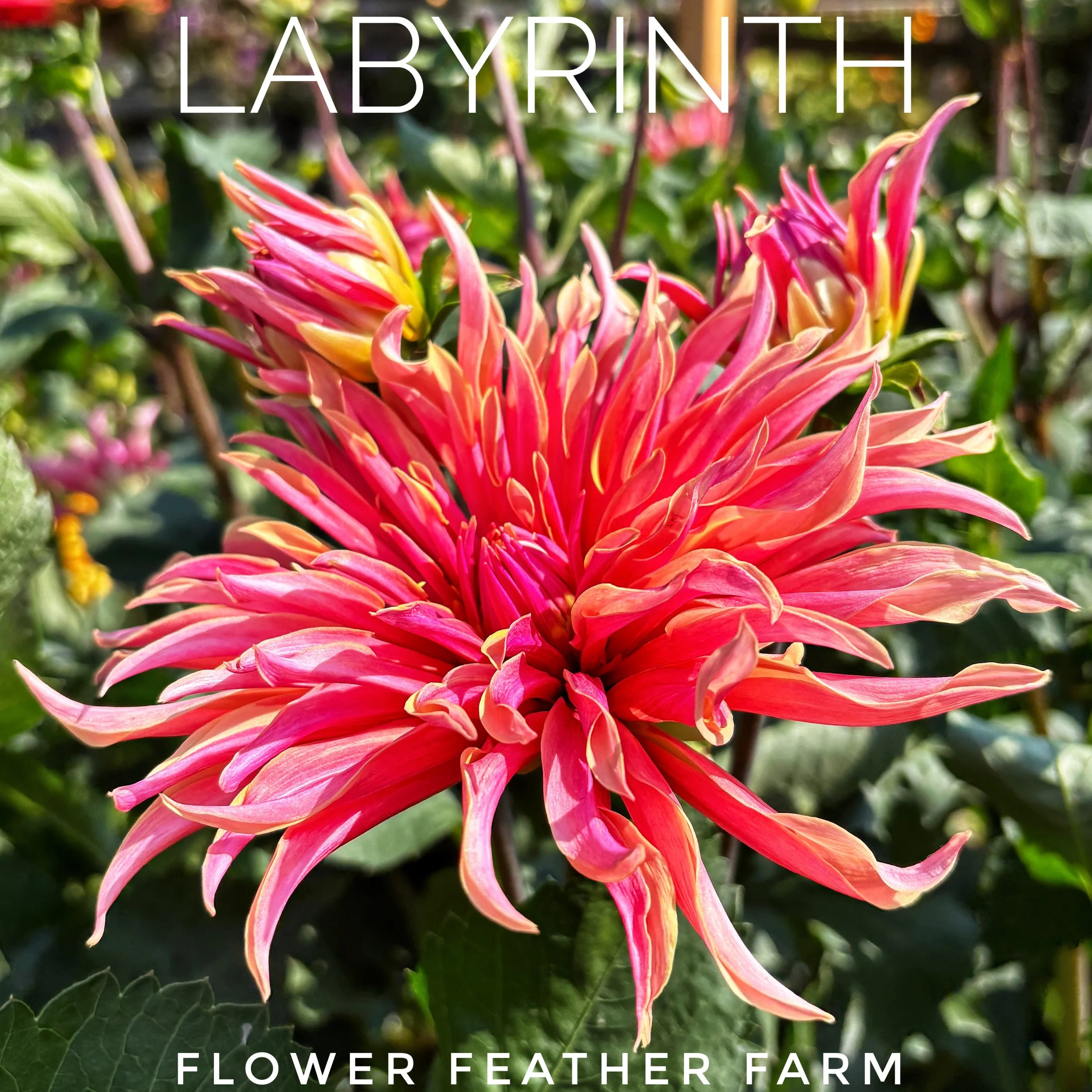 Labyrinth Dahlias at Flower Feather Farm, chicks & dahlias, a Washington State Dahlia farm -- dahlia tubers for sale, dahlia grower near me, dahlia farm near me, dahlias near me