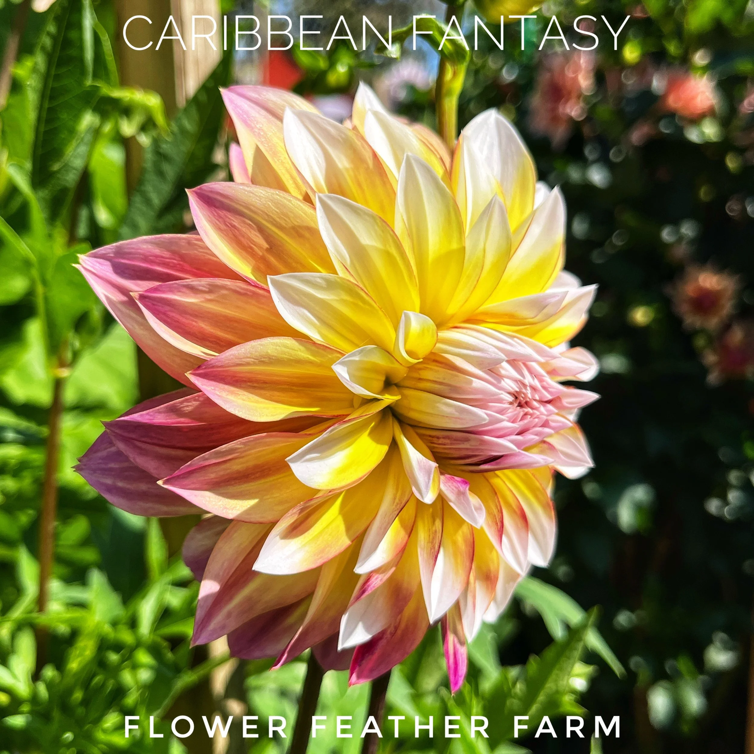 Caribbean Fantasy Dahlias at Flower Feather Farm, Specialty Chicks and Dahlia Tubers, a Washington State Dahlia farm -- dahlias near me, dahlia grower near me