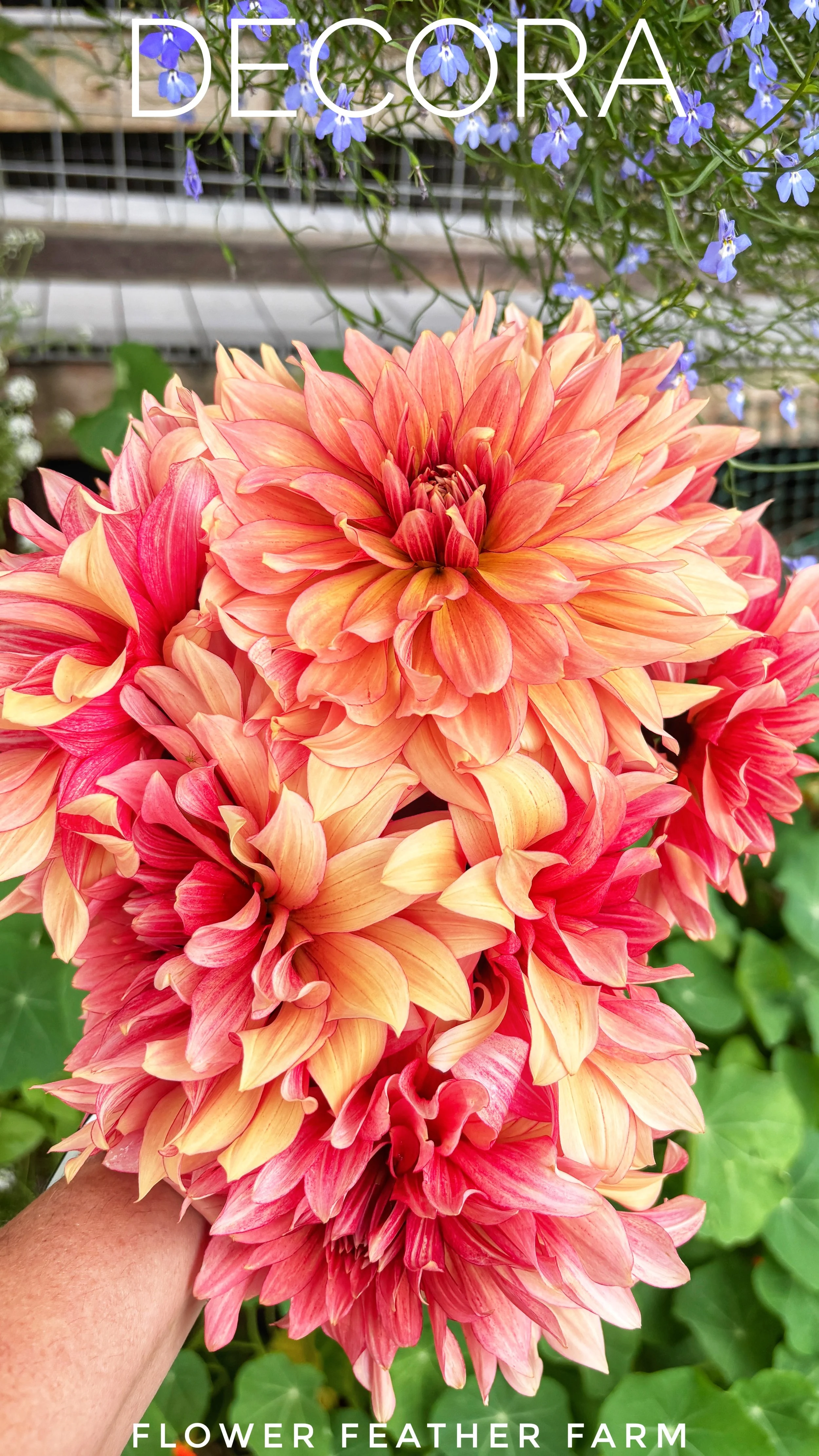 Elevate your floral arrangements with Decora dahlias from Flower Feather Farm. Ruffled apricot and raspberry petals add playful, modern texture to vases.
