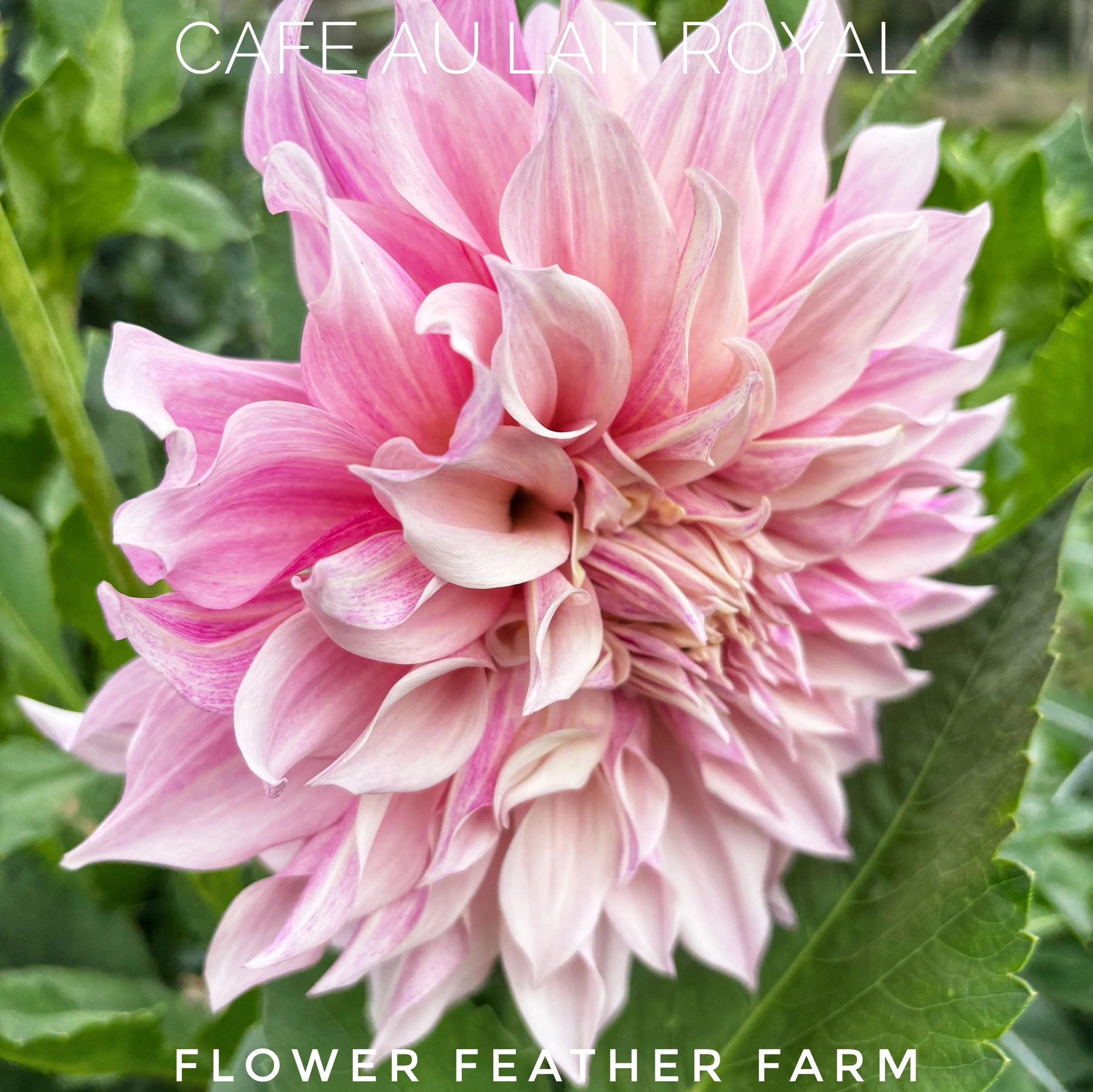 Giant 10" soft pink blooms! Shop Cafe au Lait Royal dahlia tubers online at Flower Feather Farm and transform your cutting garden this summer.