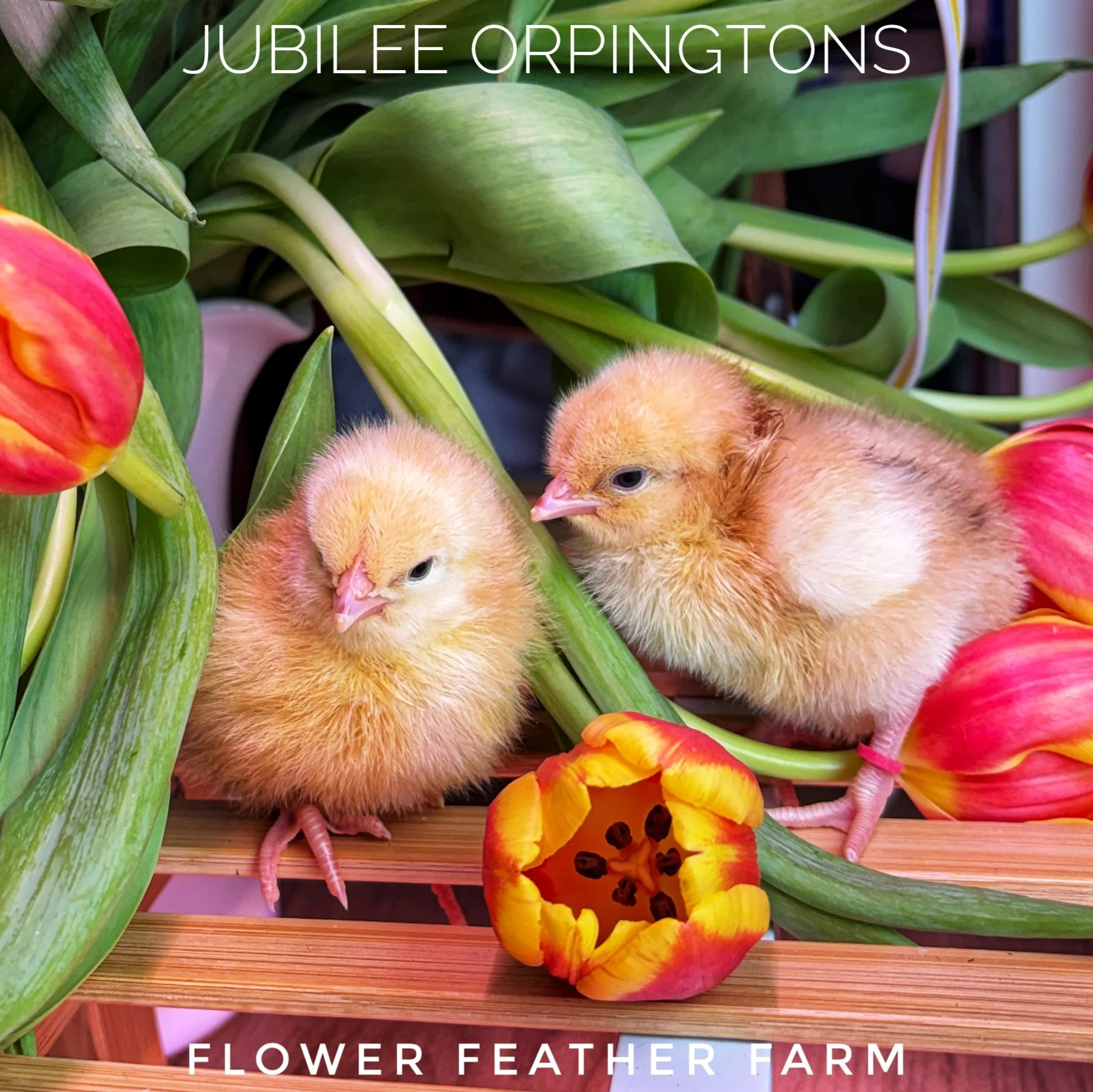Jubilee Orpington Chick