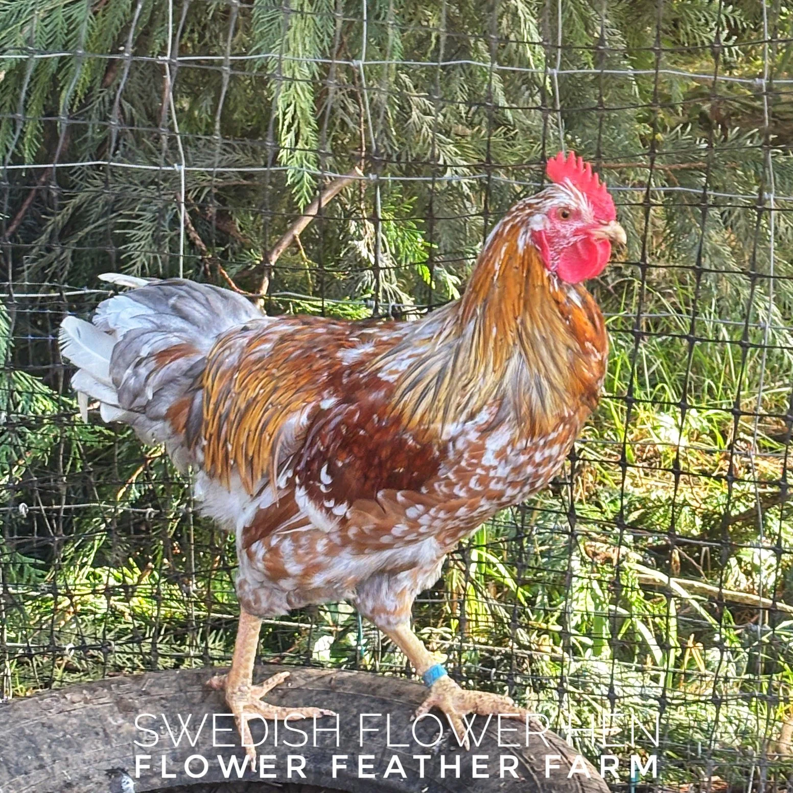 Swedish Flower Hen cockerel from Tim Oliver hatching eggs at Flower Feather Farm, chicks & dahlias