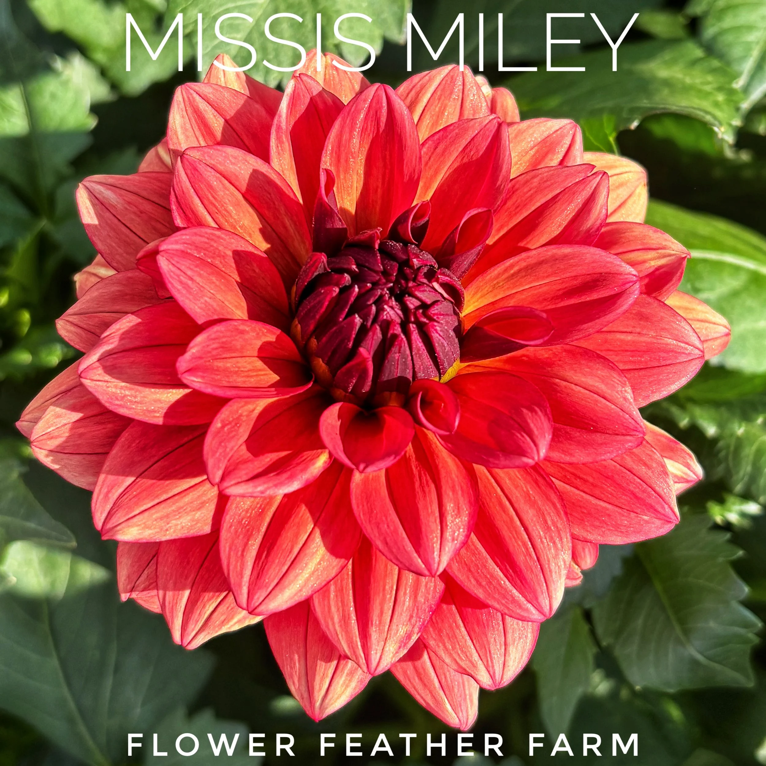 Missis Miley Dahlia at Flower Feather Farm, chicks & dahlias