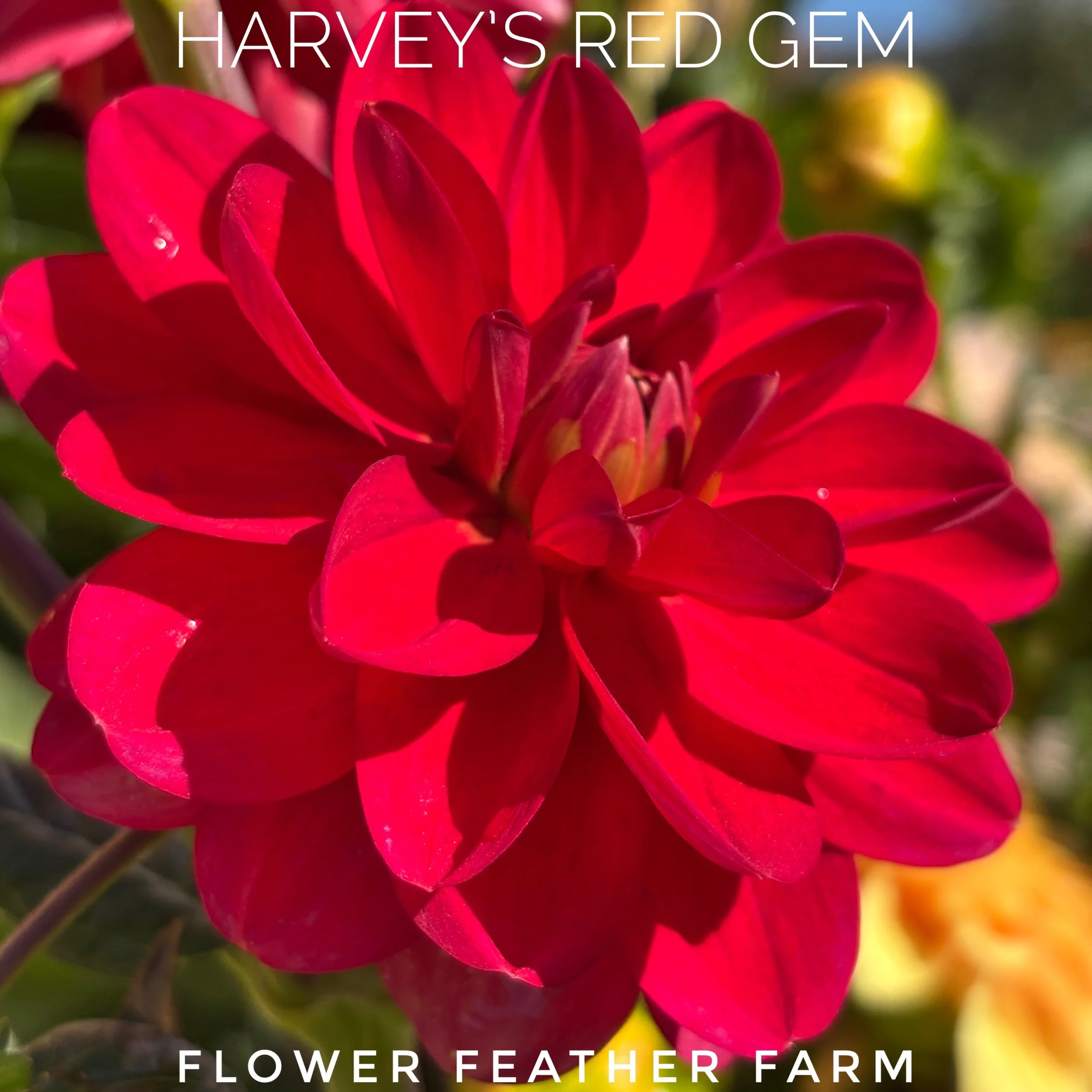 Stunning Harvey's Red Gem dahlia at Flower Feather Farm, chicks & dahlias
