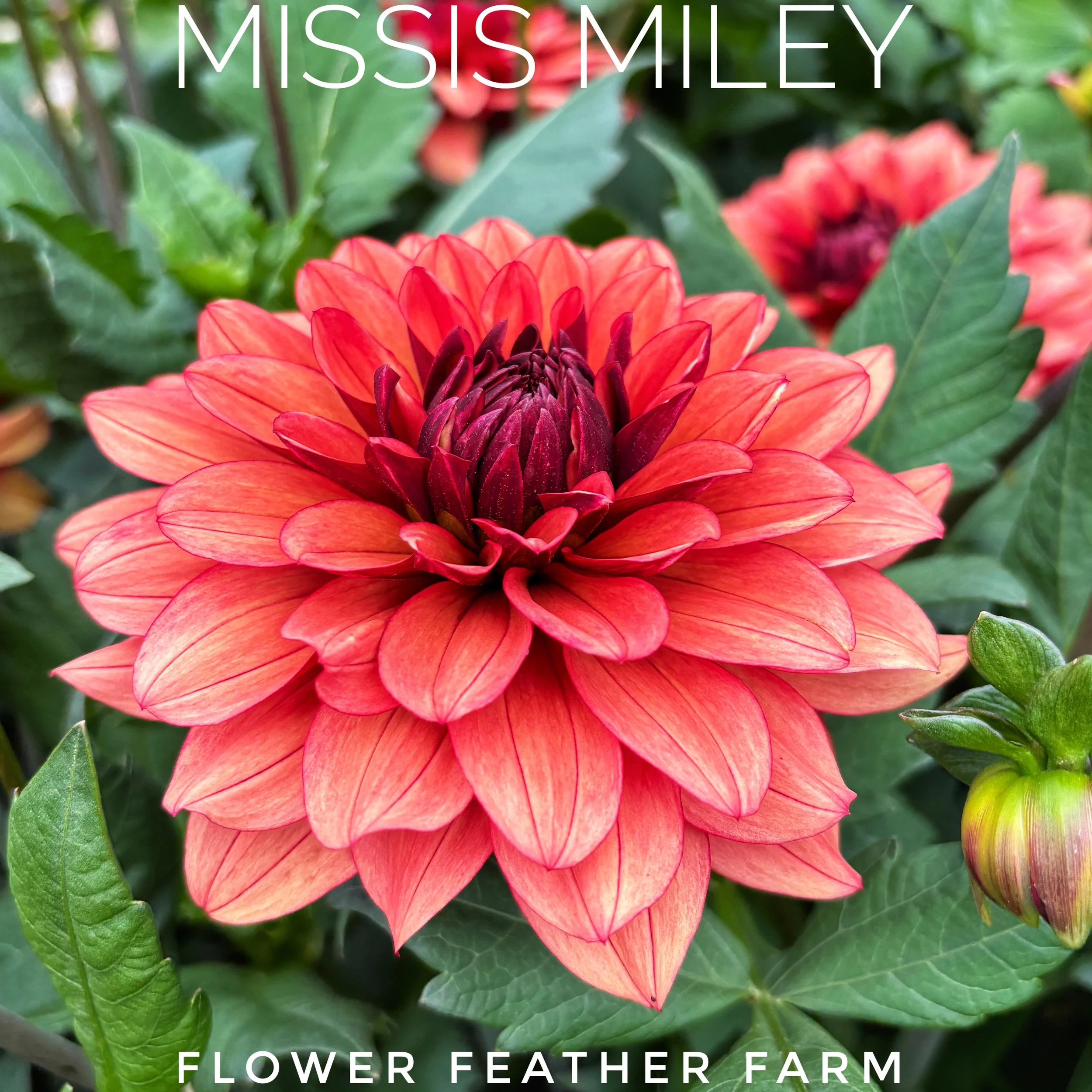 Missis Miley Dahlia at Flower Feather Farm, chicks & dahlias
