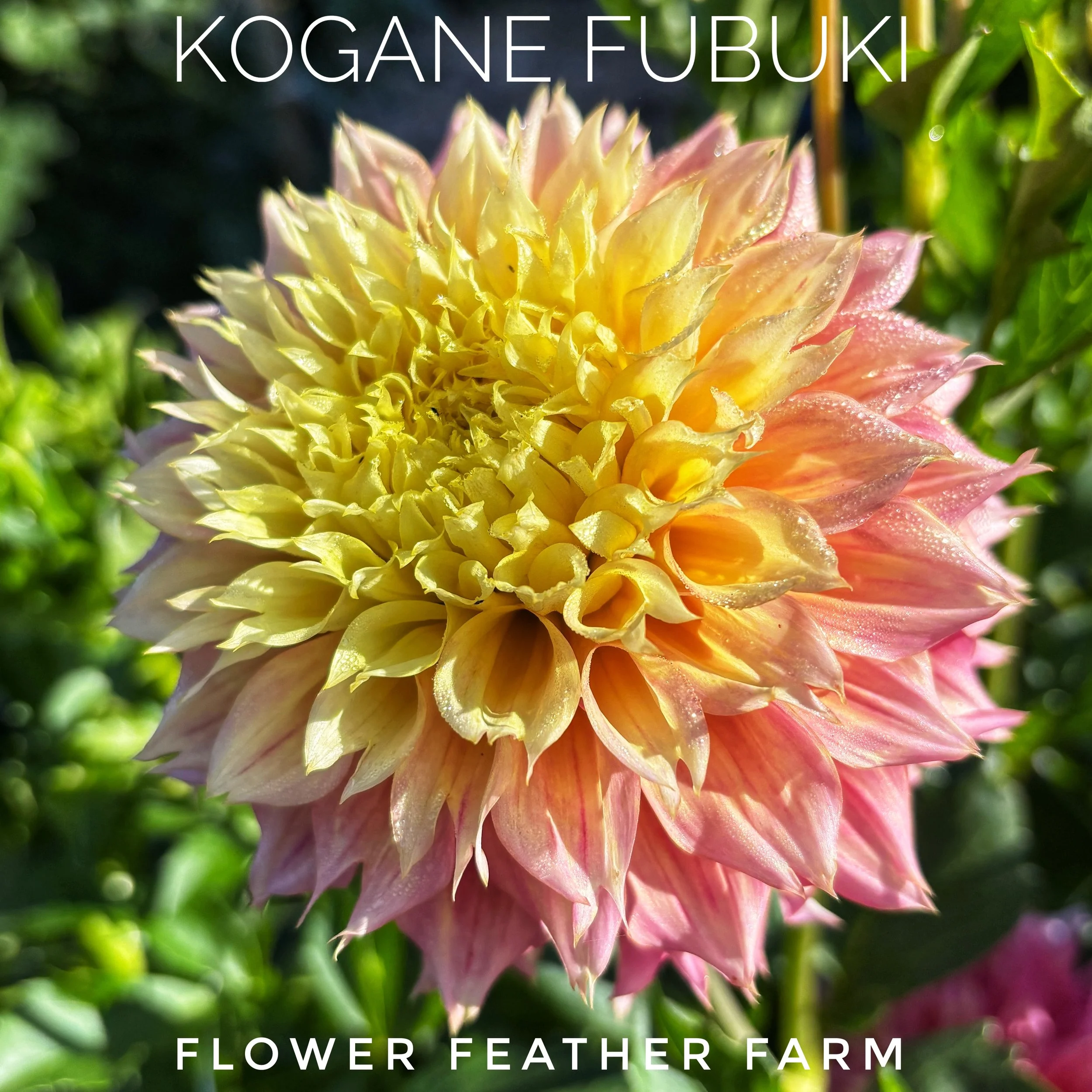 Kogane Fubuki dahlias at Flower Feather Farm, chicks & dahlias, a Washington State Dahlia farm -- dahlia grower near me, dahlia farm near me, dahlias near me