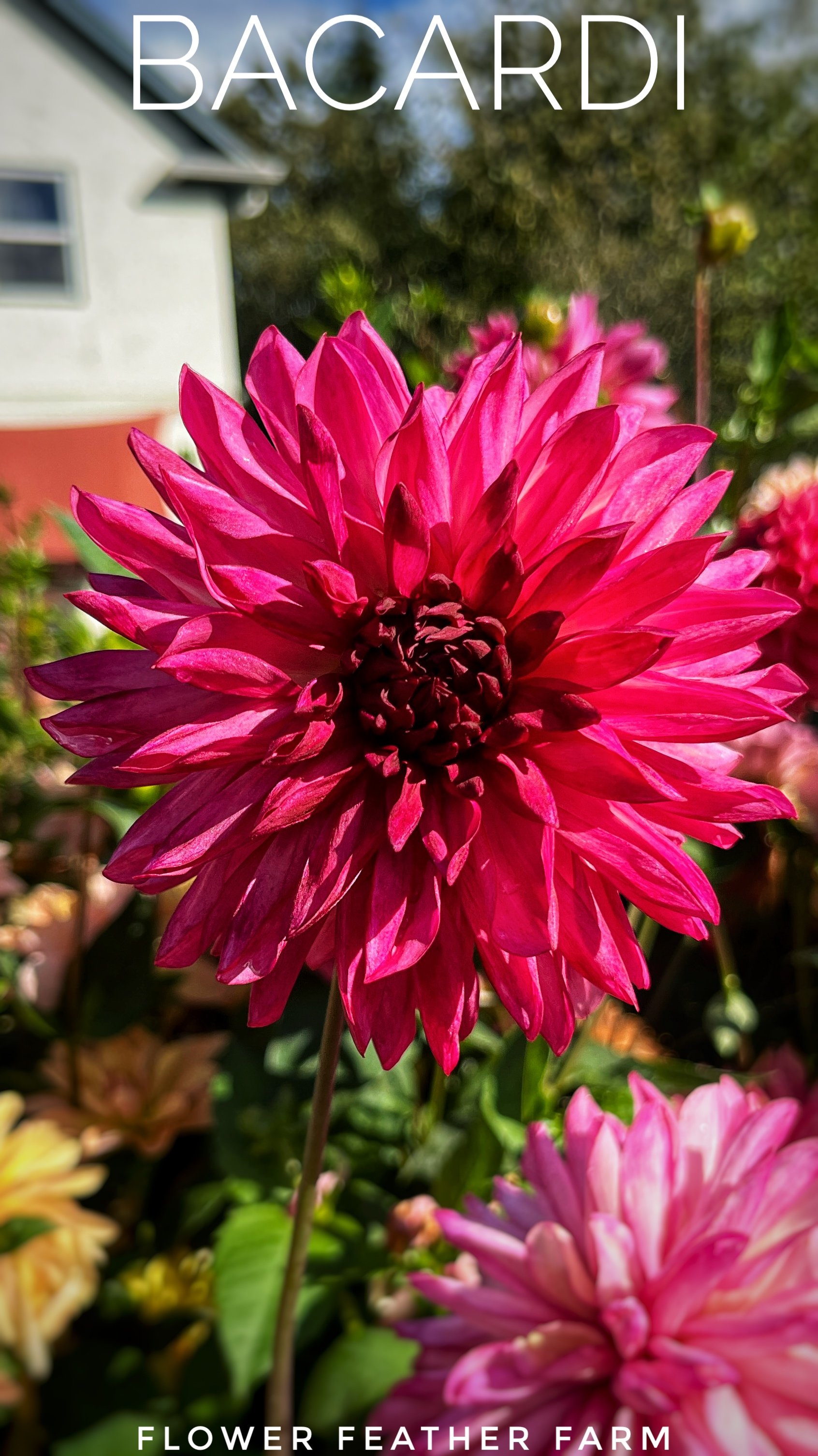 Bacardi dahlia tubers at Flower Feather Farm, chicks & dahlias