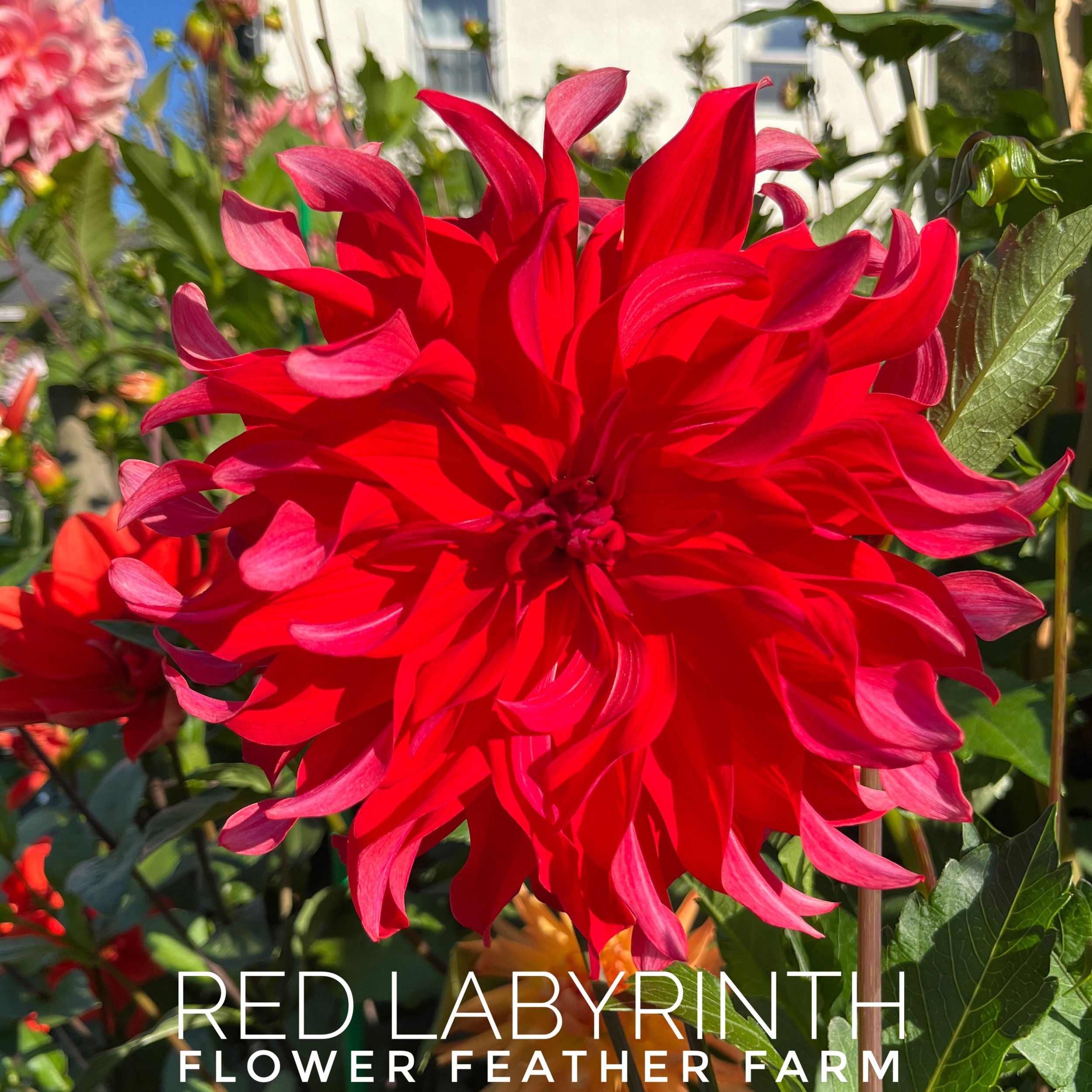 Red Labyrinth Dahlia at Flower Feather Farm, chicks and dahlias