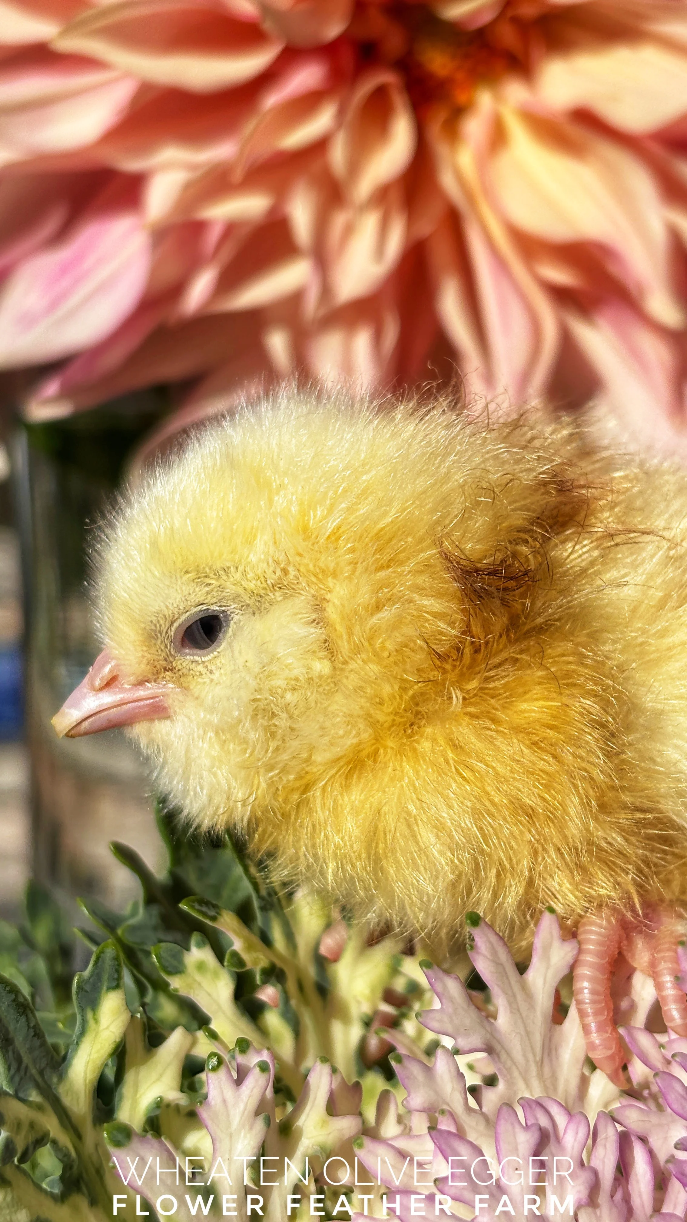 Freshly hatched baby chick -- a Wheaten Olive Egger  -- at Flower Feather Farm, chicks & dahlias