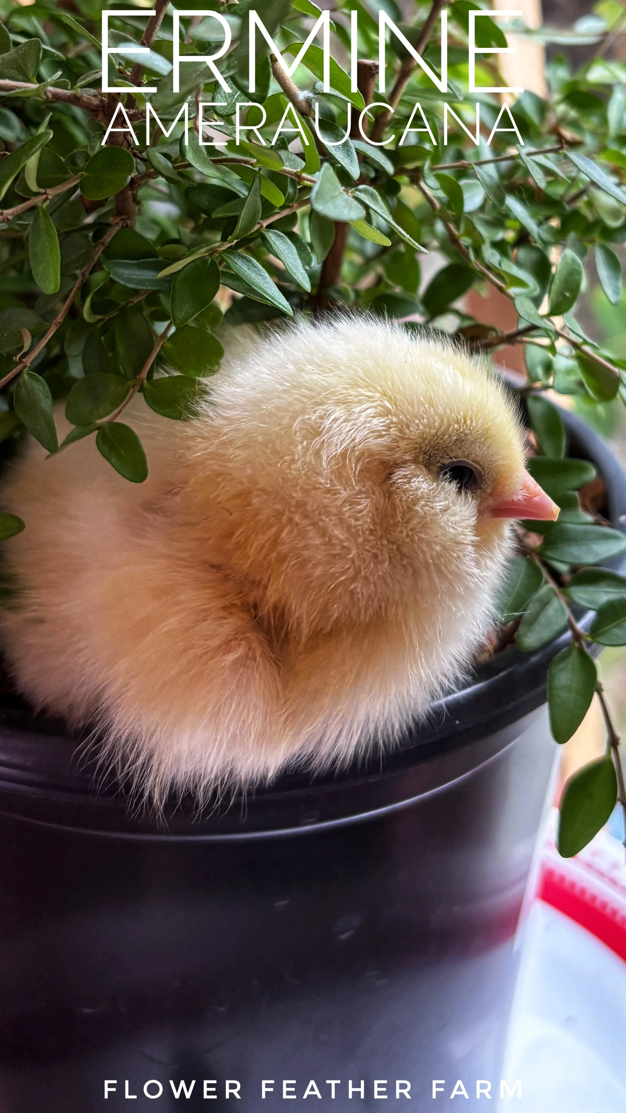 Ermine Ameraucanas at Flower Feather Farm, chicks & dahlias, a chick hatchery nearby, chicks for sale