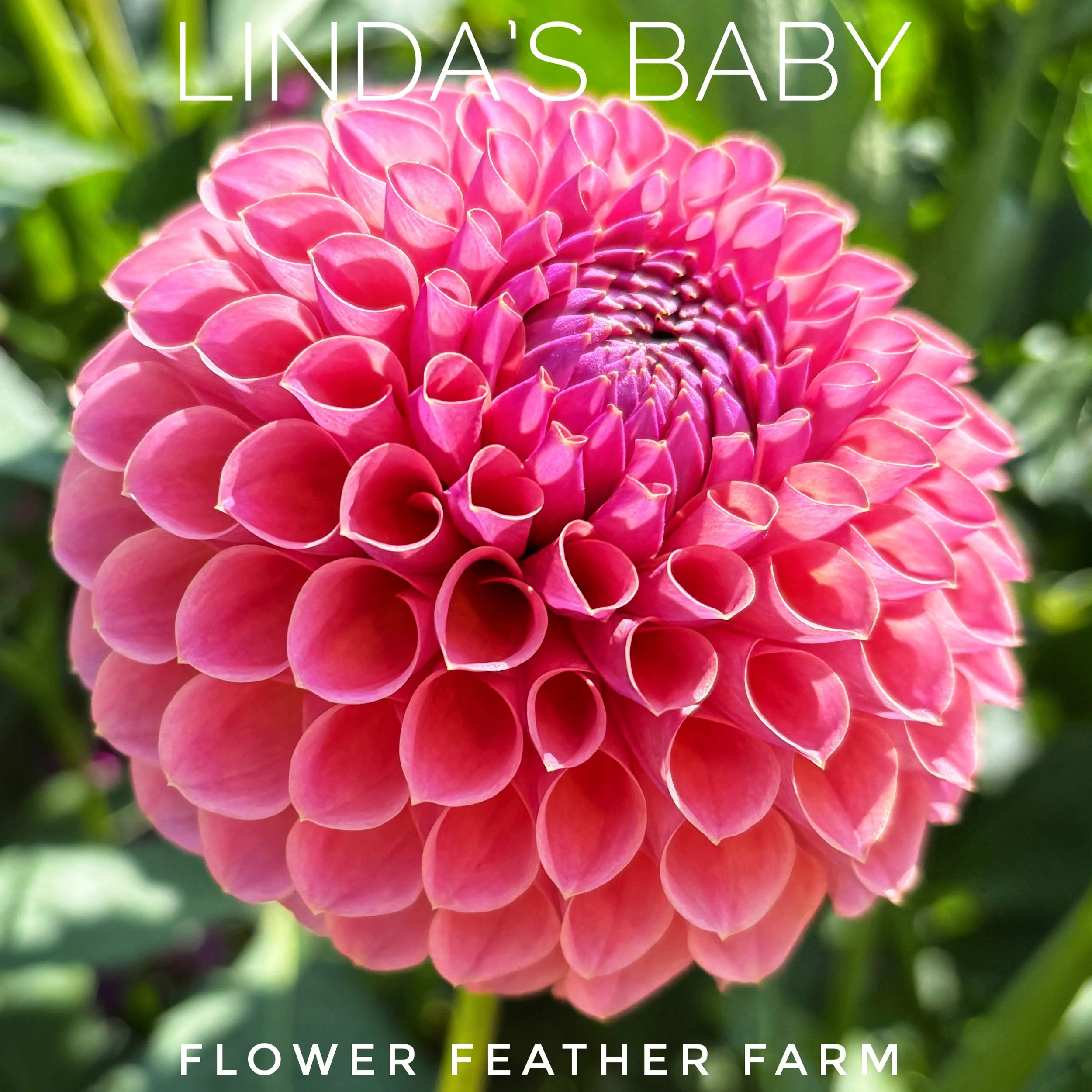 Linda's Baby Dahlia at Flower Feather Farm, chicks & dahlias