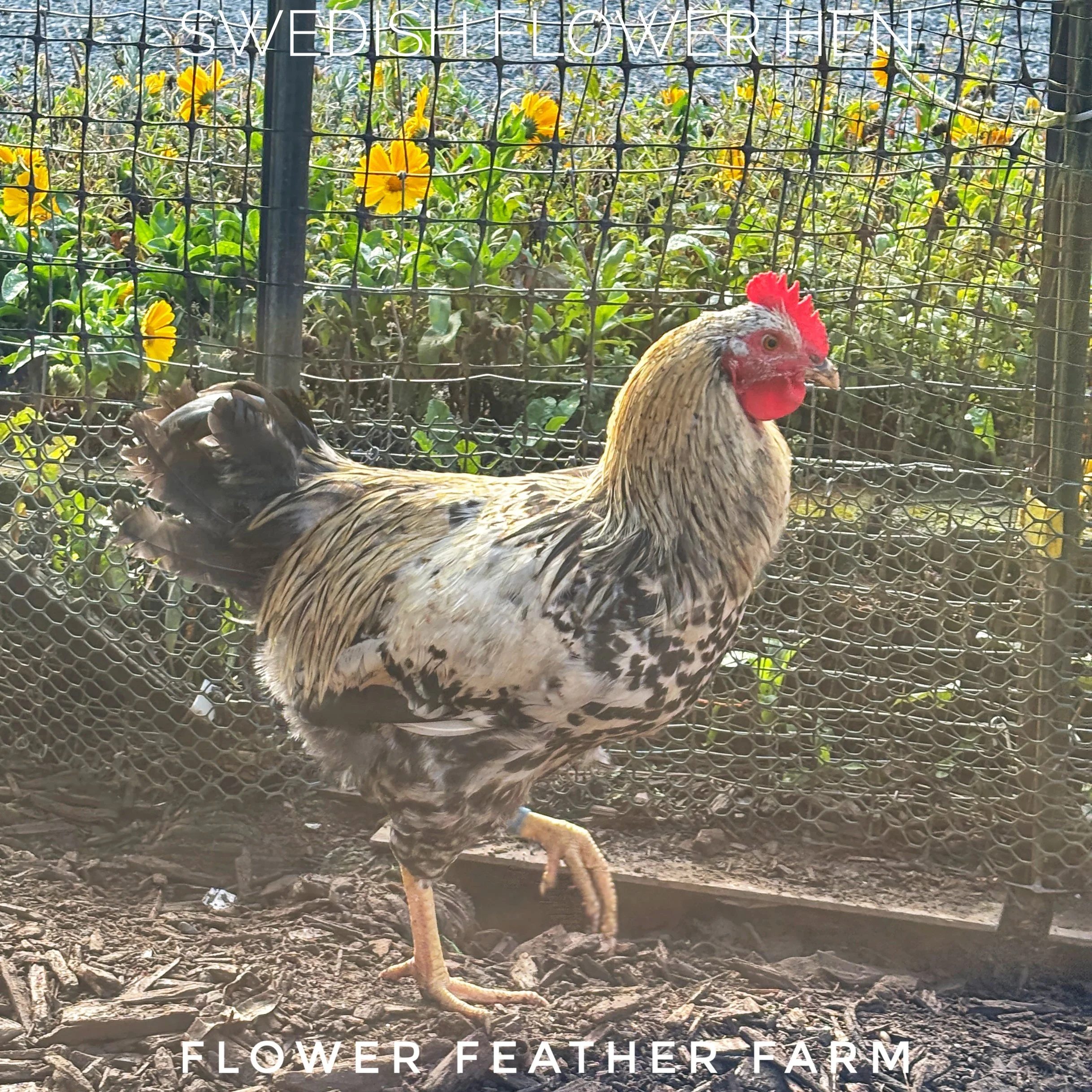 Swedish Flower Hen cockerel from Tim Oliver hatching eggs at Flower Feather Farm, chicks & dahlias