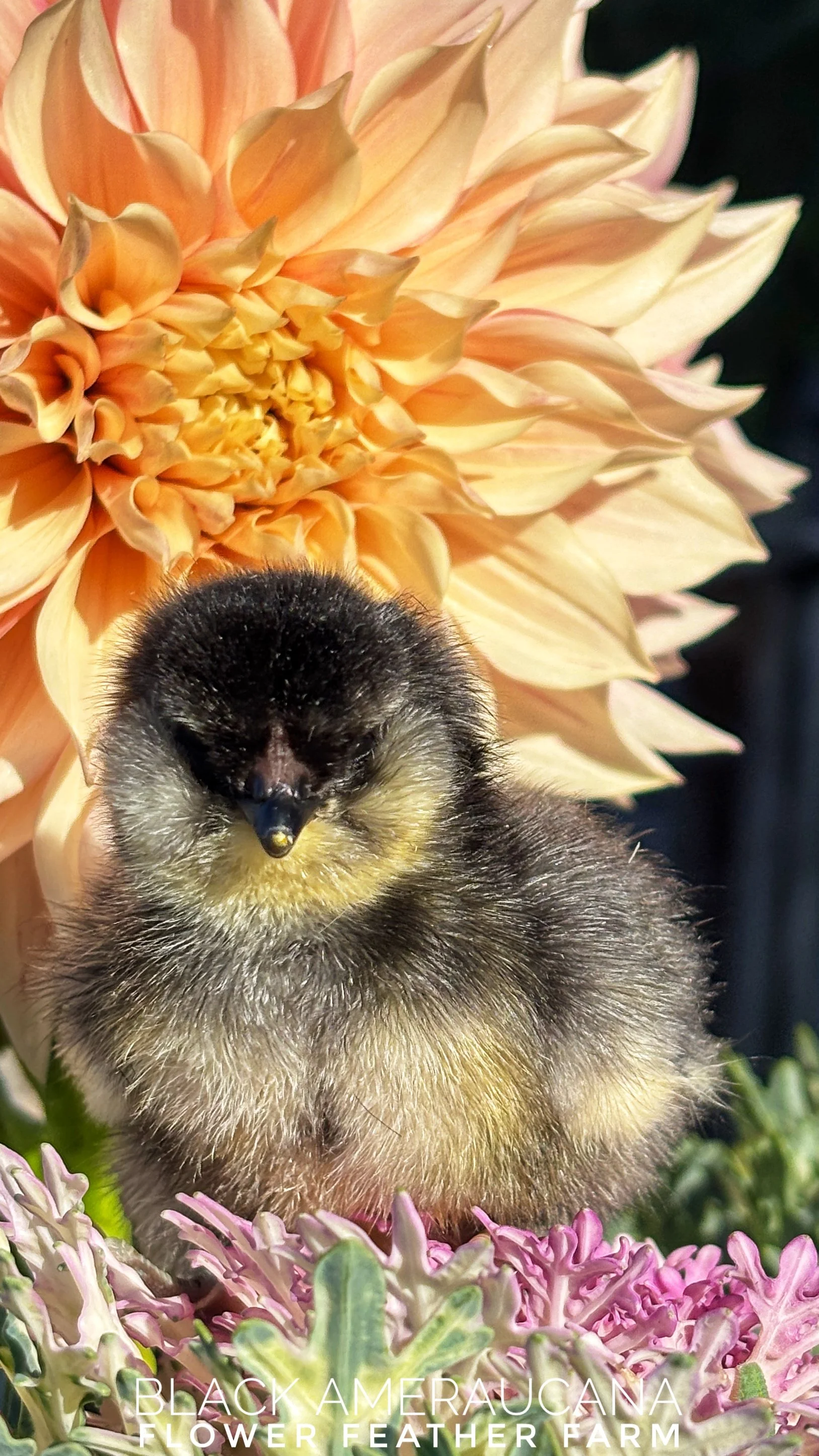 Cafe au Lait dahilas and a Black Ameraucana chick at Flower Feather Farm, chicks & dahlias, a chick hatchery nearby