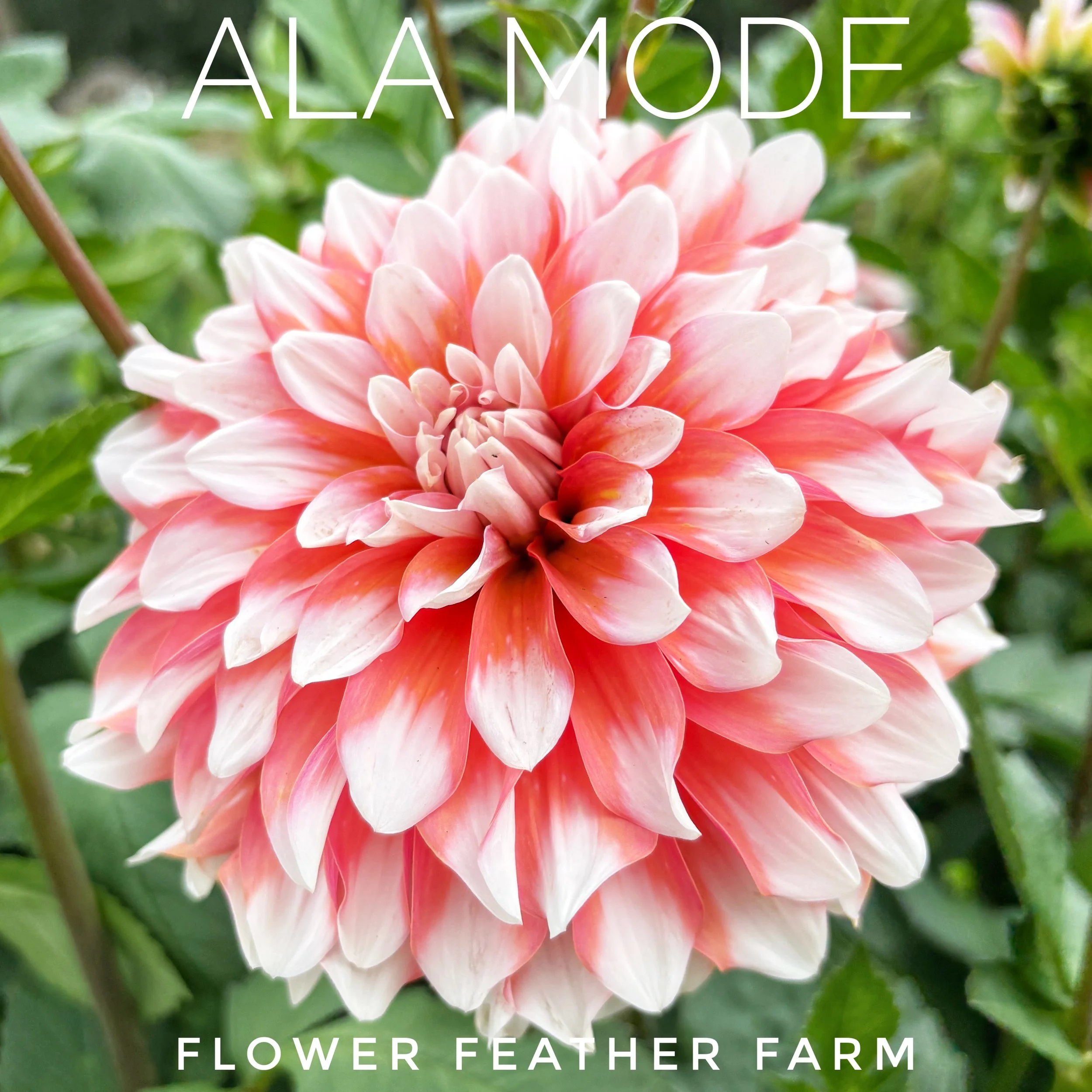 Ala Mode Dahlia Tuber A33