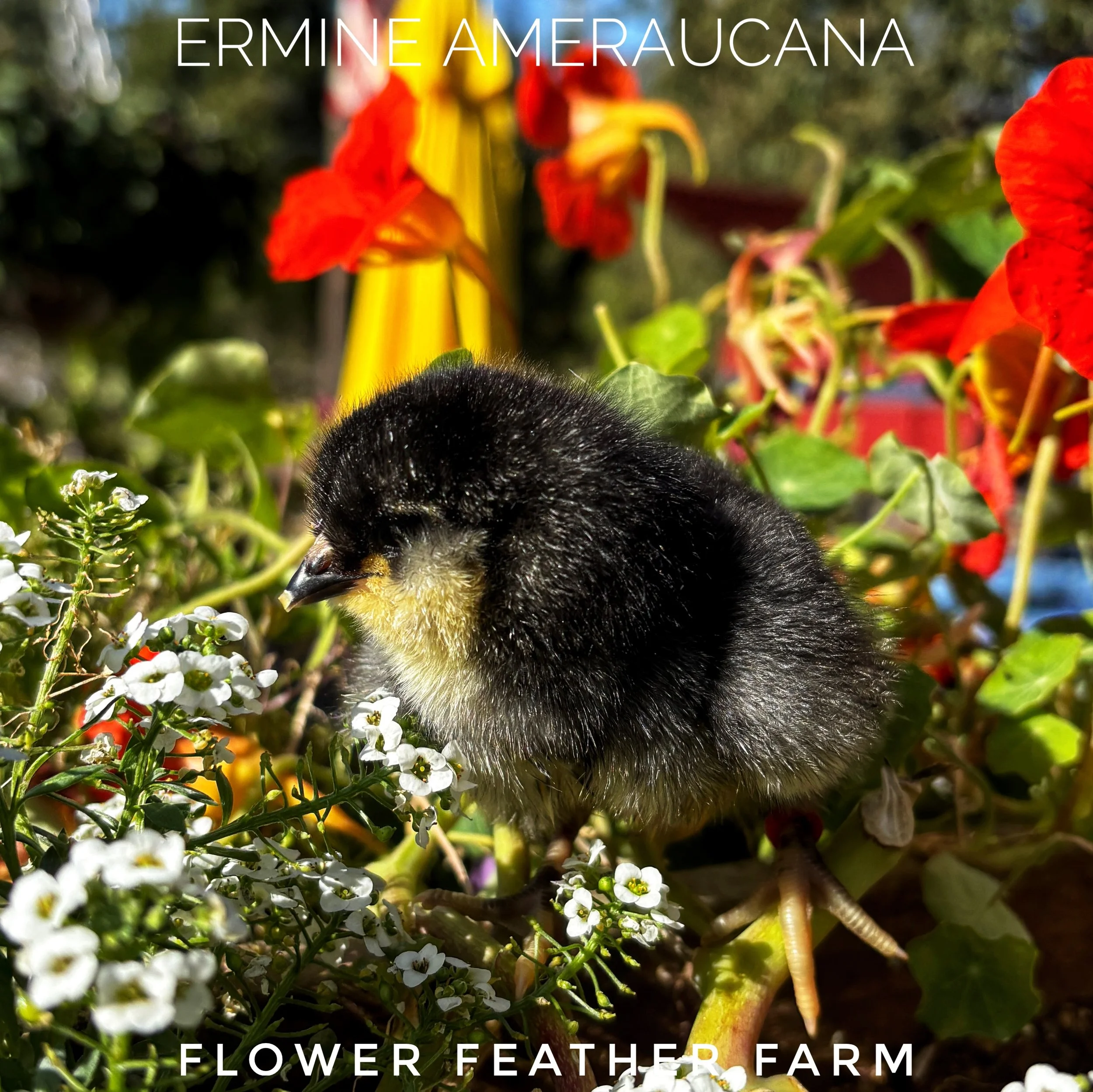Ermine Ameraucanas at Flower Feather Farm, chicks & dahlias, a chick hatchery nearby, chicks for sale