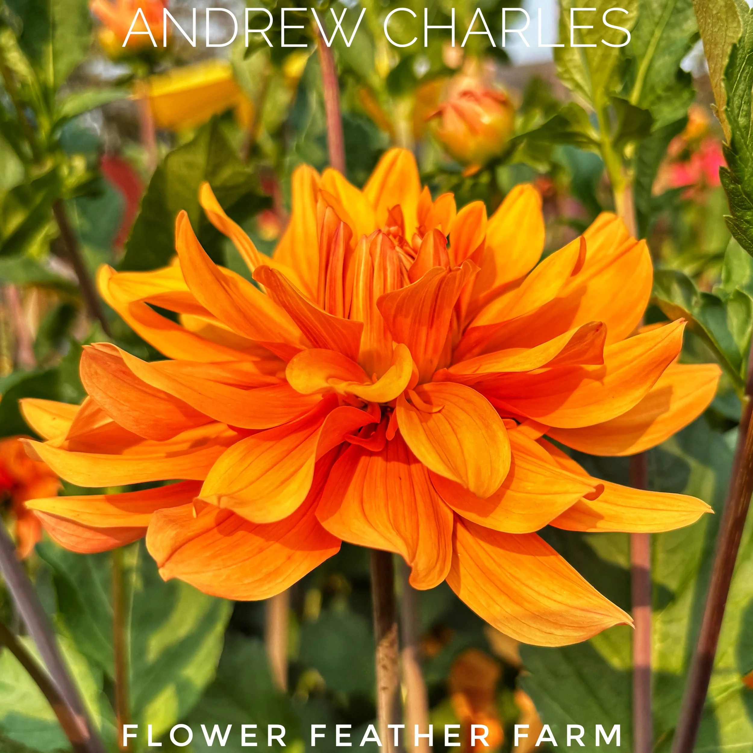 Andrew Charles dahlia at Flower Feather Farm, chicks & dahlias