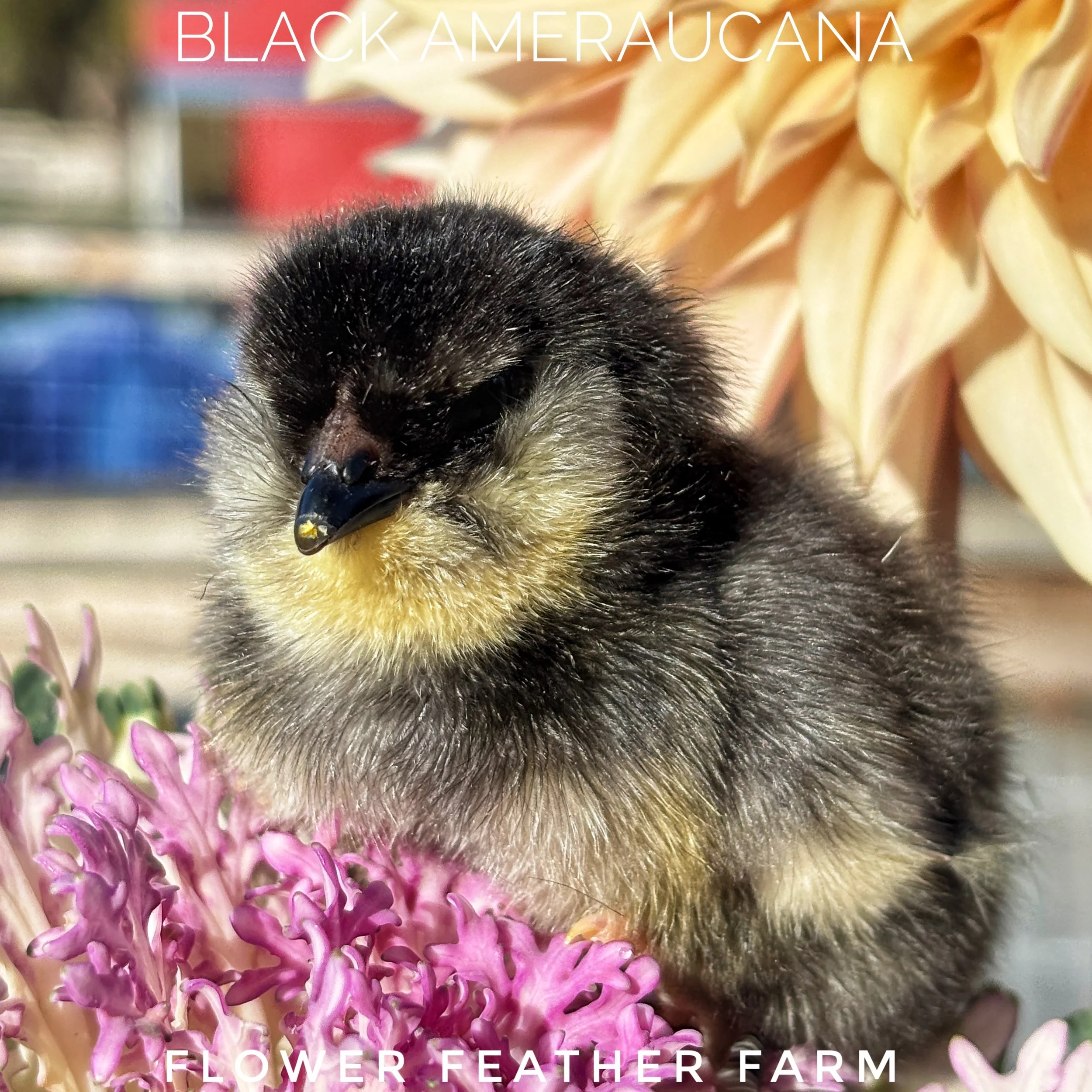 Black Ameraucana chick just hatched at Flower Feather Farm, chicks & dahlias