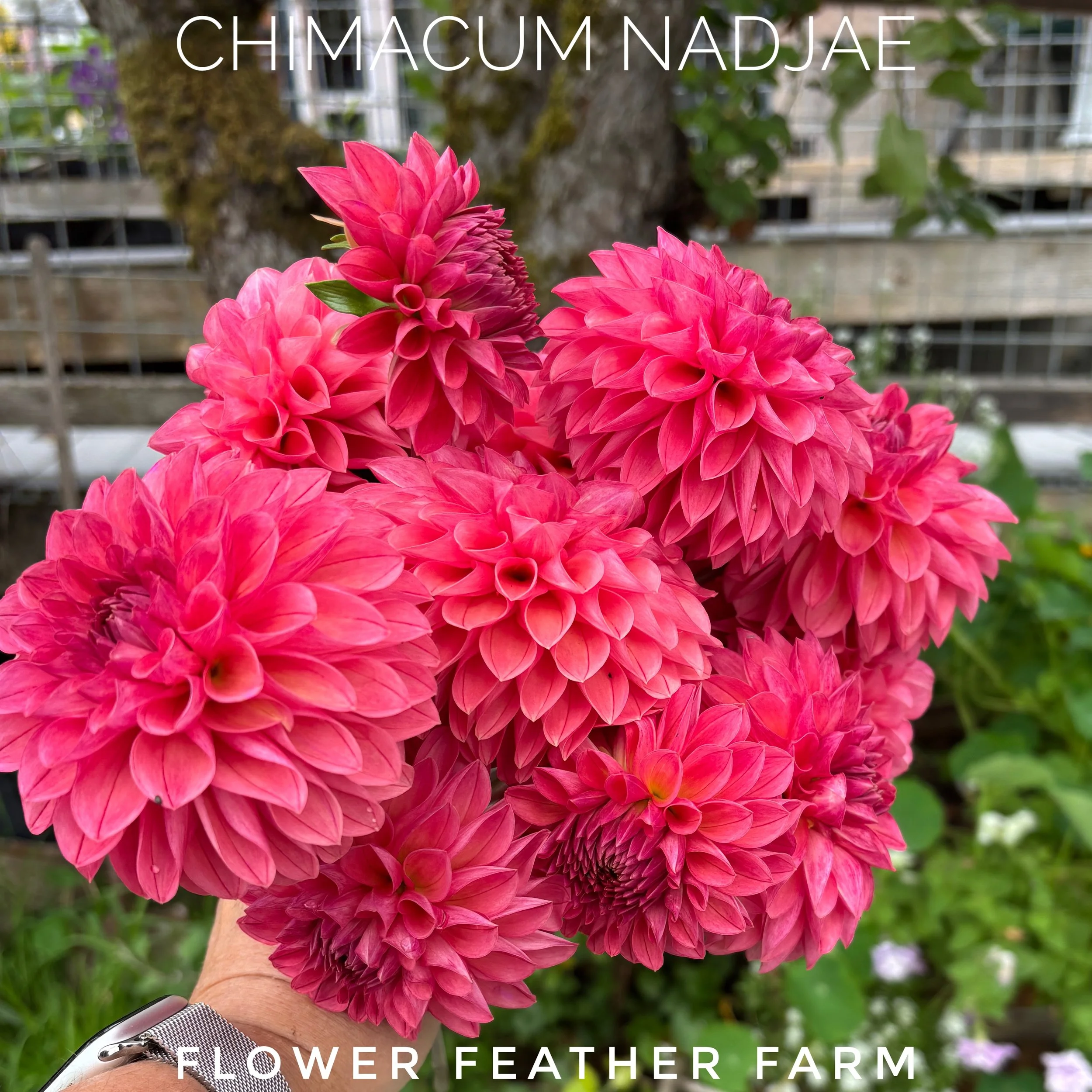 Chimacum Nadjae dahlia tubers, grown at Flower Feather Farm — coral-salmon ball blooms, compact plants, prolific flowering all summer long