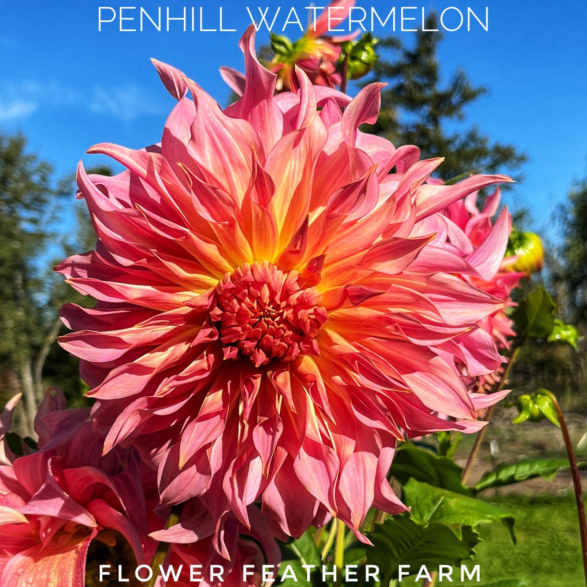 Penhill Watermelon dahlia at Flower Feather Farm, chicks & dahlias, a dahlia farm nearby, a great place to buy dahlia tubers
