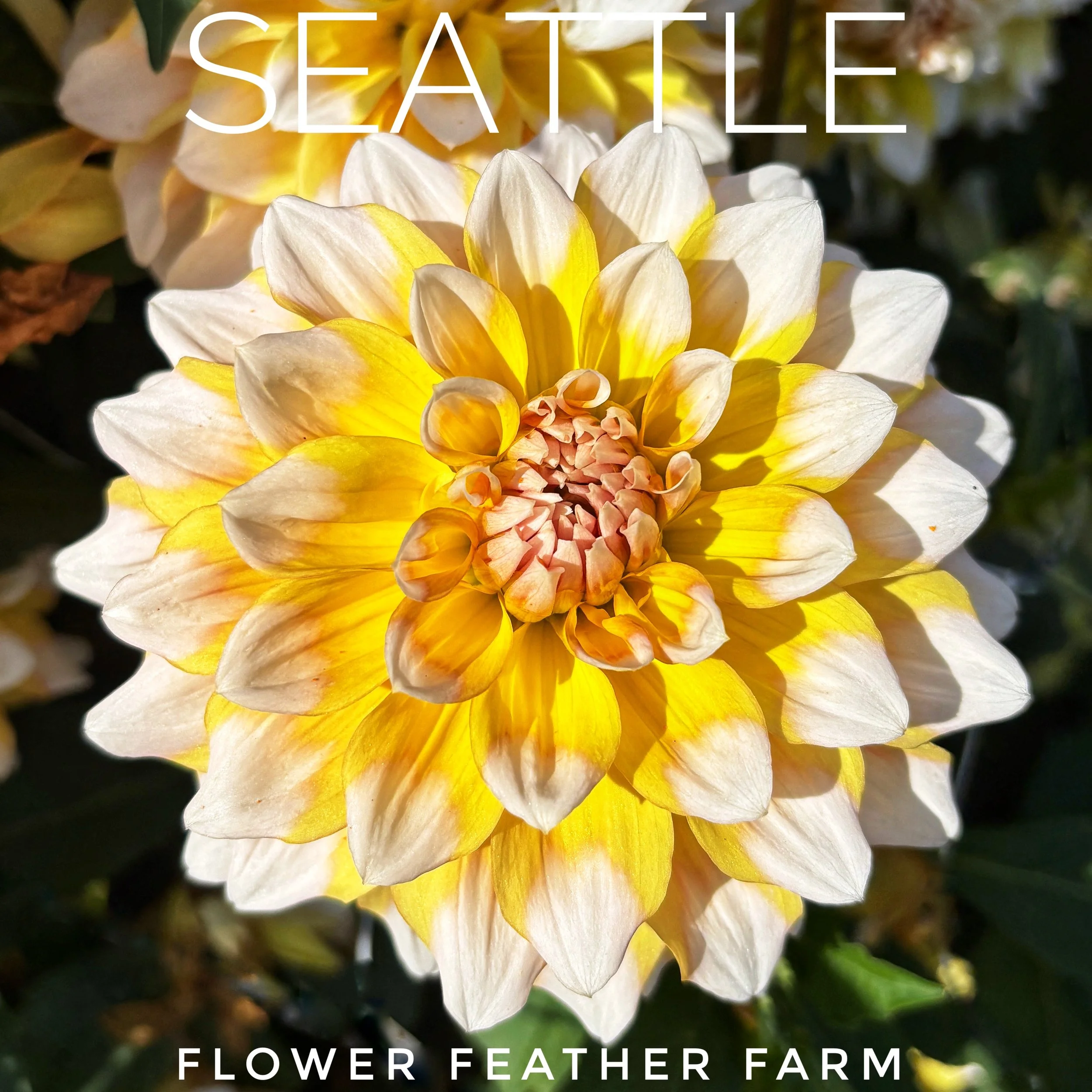 Seattle Dahlia Tubers at Flower Feather Farm, chicks & dahlias, Seattle dahlia tubers near me, dahlia tubers for sale Washington, dahlias near me