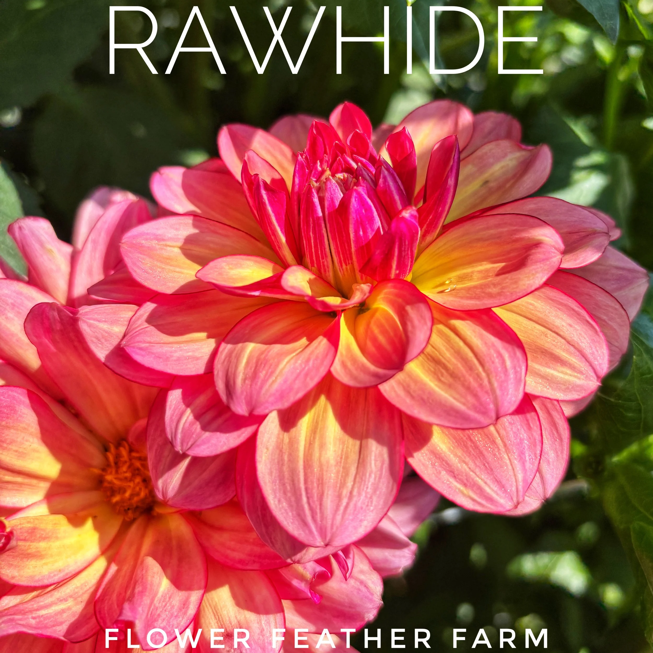 Rawhide Dahlia Tuber R19
