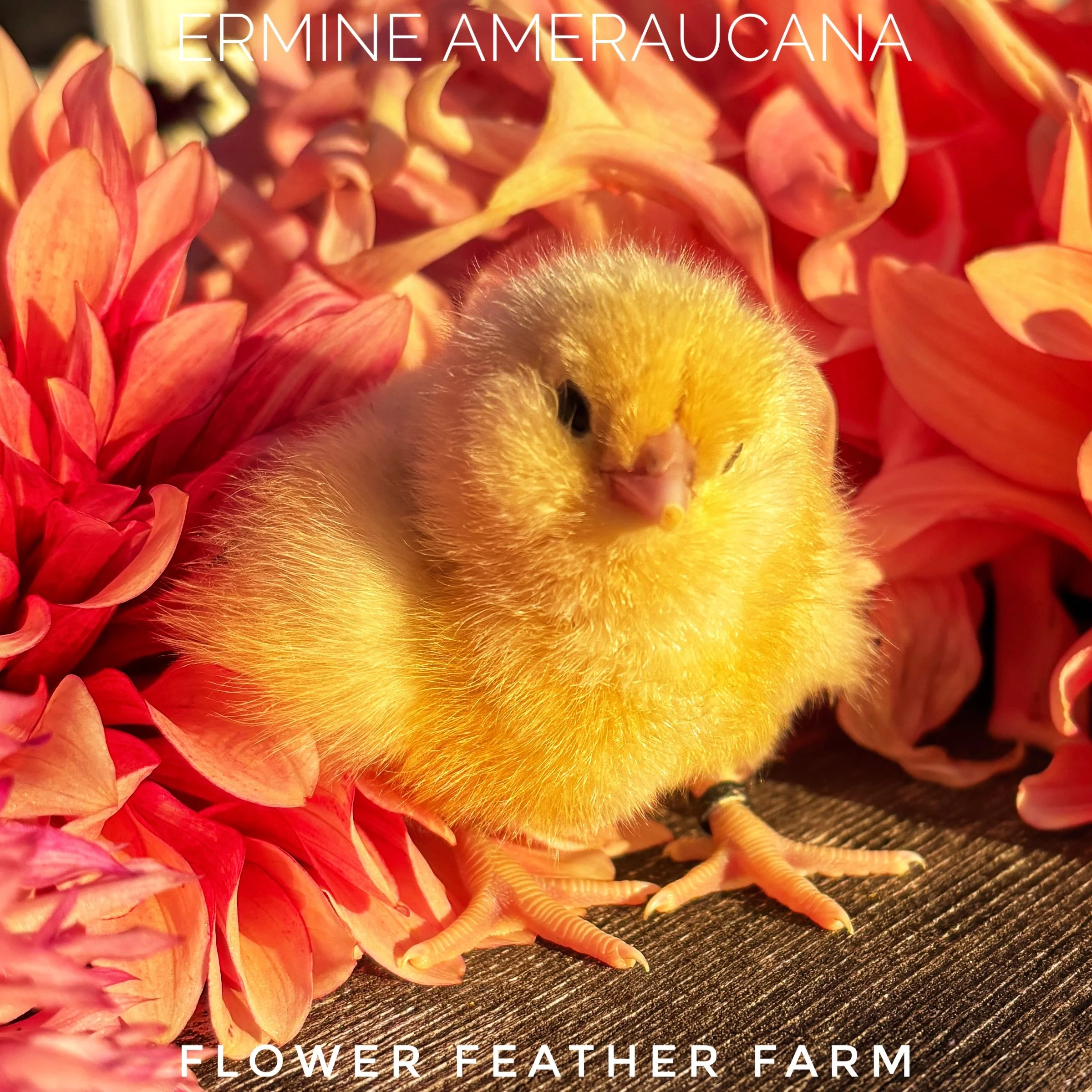Ermine Ameraucana hatchling in the summer dahlias at Flower Feather Farm, chicks & dahlias