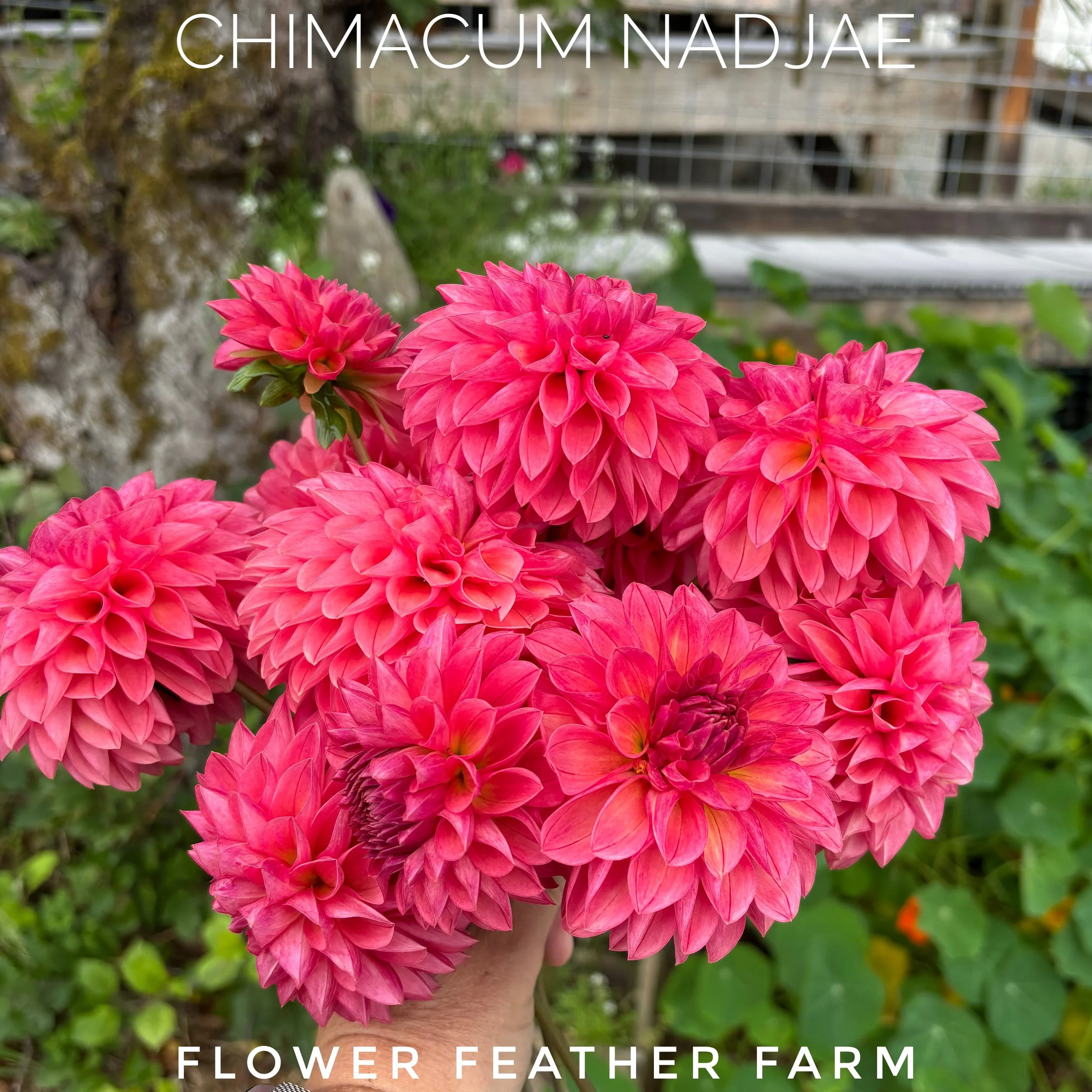 Flower Feather Farm's Chimacum Nadjae dahlias deliver warm coral tones and sturdy stems, a proven cut-flower favorite with excellent vase life.