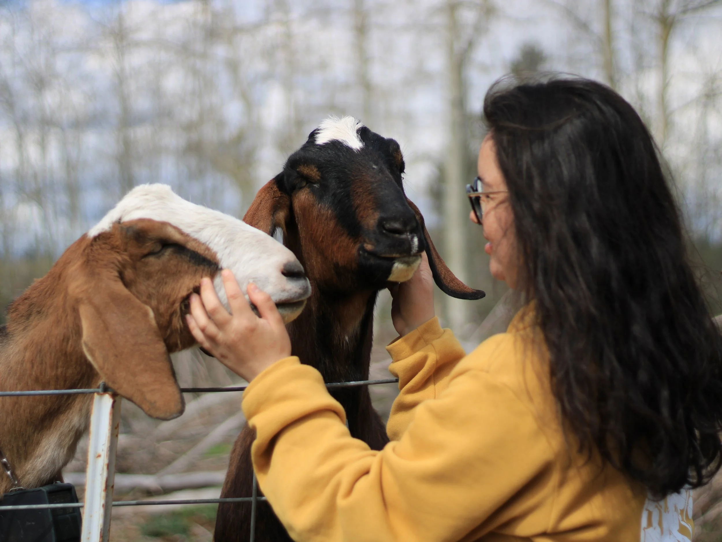 Guest canoodling the goats at Flower Feather Farm, the best AirBNB near Bellingham