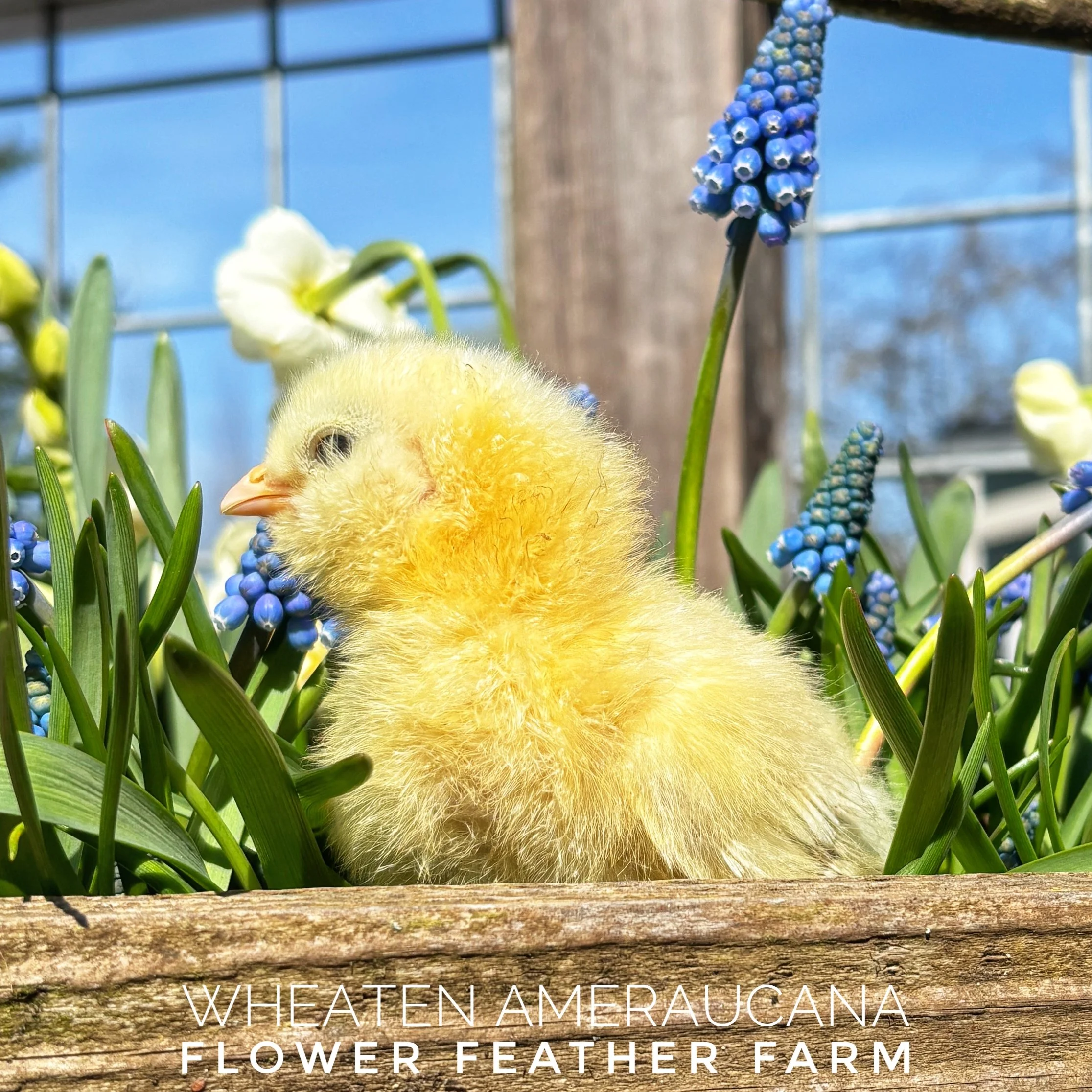 Wheaten/Blue Wheaten/Splash Ameraucana Chicks at Flower Feather Farms, chicks & dahlias, baby chicks for sale near me, chickens for sale near me, ameraucana chicks for sale