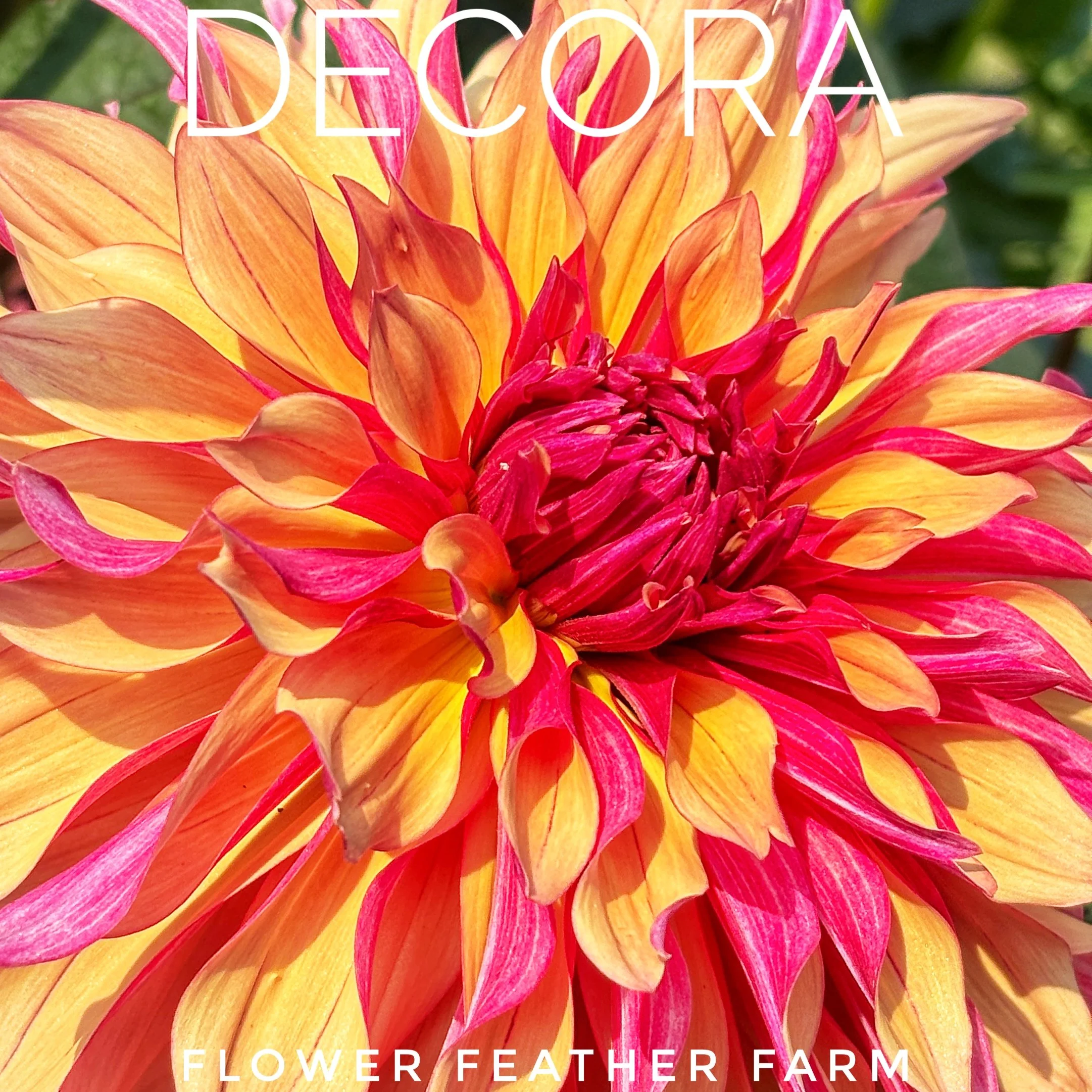 Decora Dahlia Tuber D21