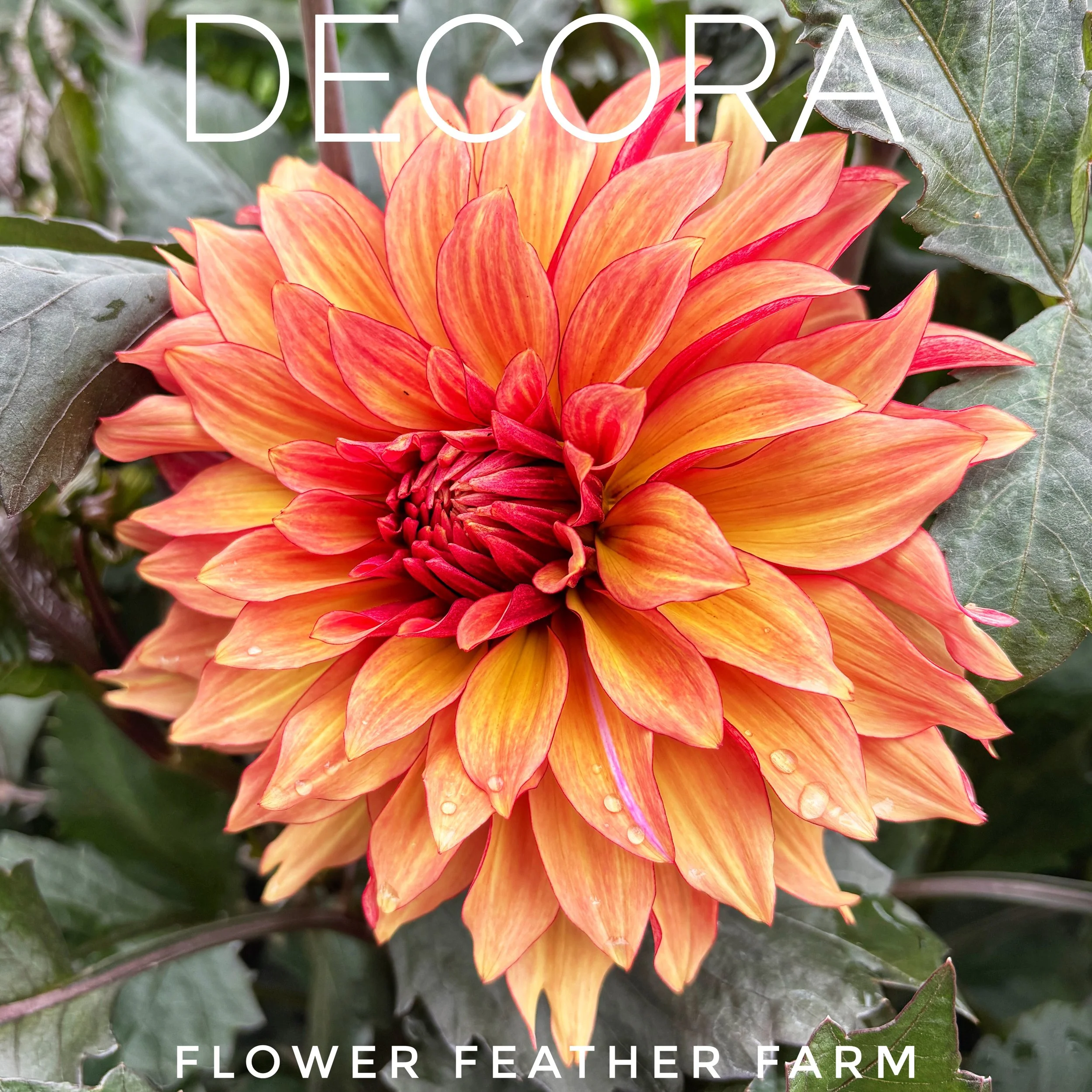 Decora Dahlia at Flower Feather Farm, chicks & dahlias, a dahlia farm nearby