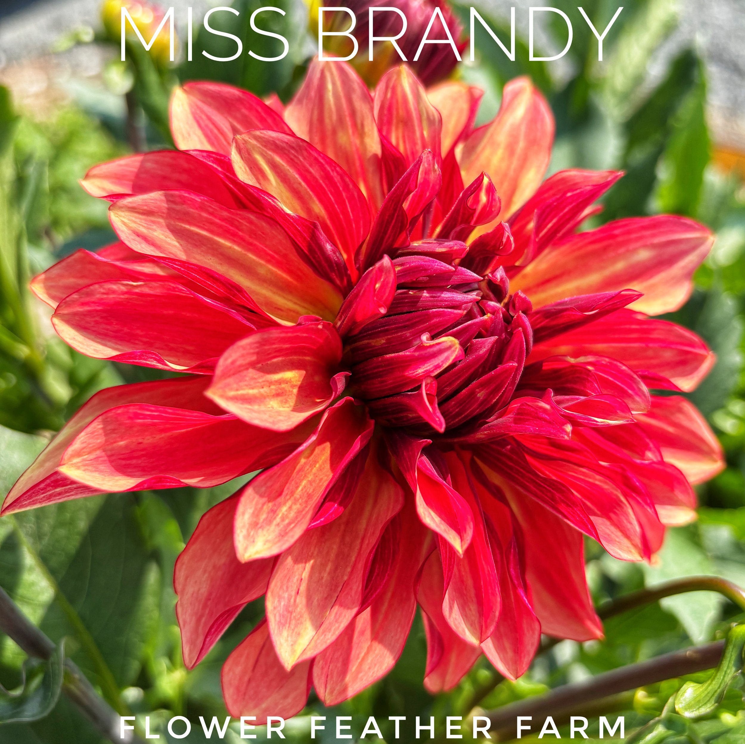Miss Brandy Dahlia at Flower Feather Farm, chicks & dahlias, a dahlia farm near you