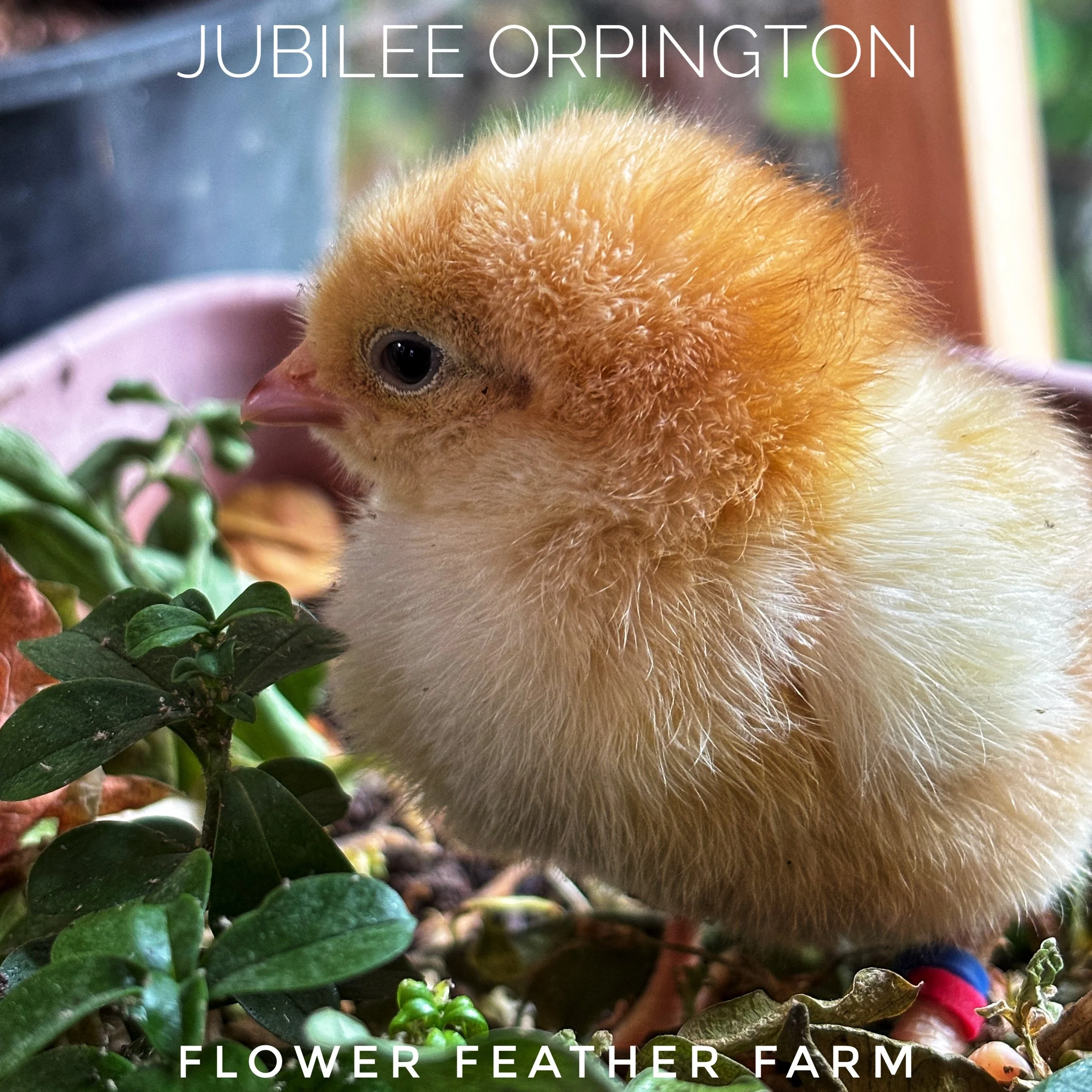 Jubilee Orpington Chick