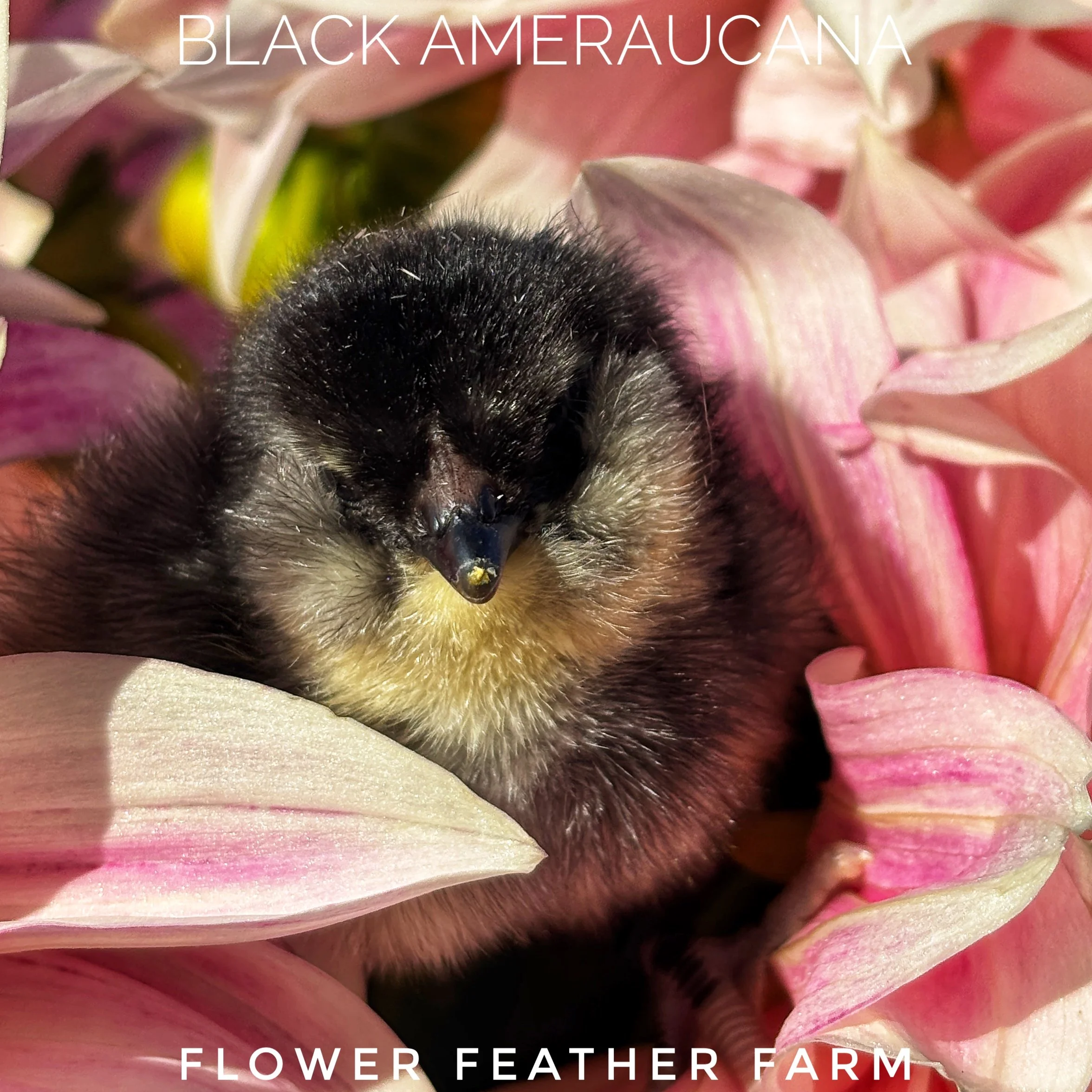 Black Ameraucana chick snuggles into the petals of a Cafe au Lait dahlia at Flower Feather Farm, chicks & dahlias