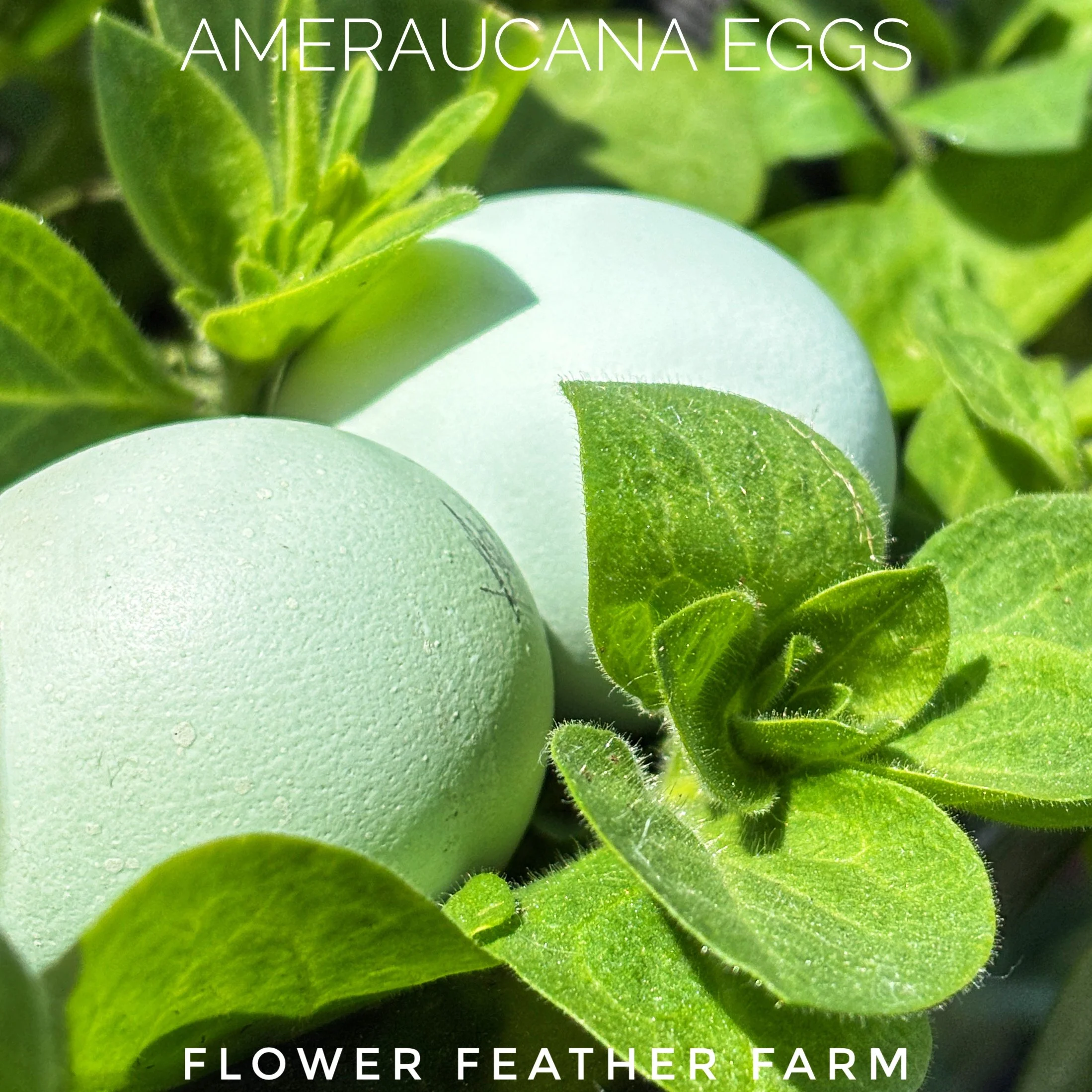Hatching Eggs: Black Ameraucanas