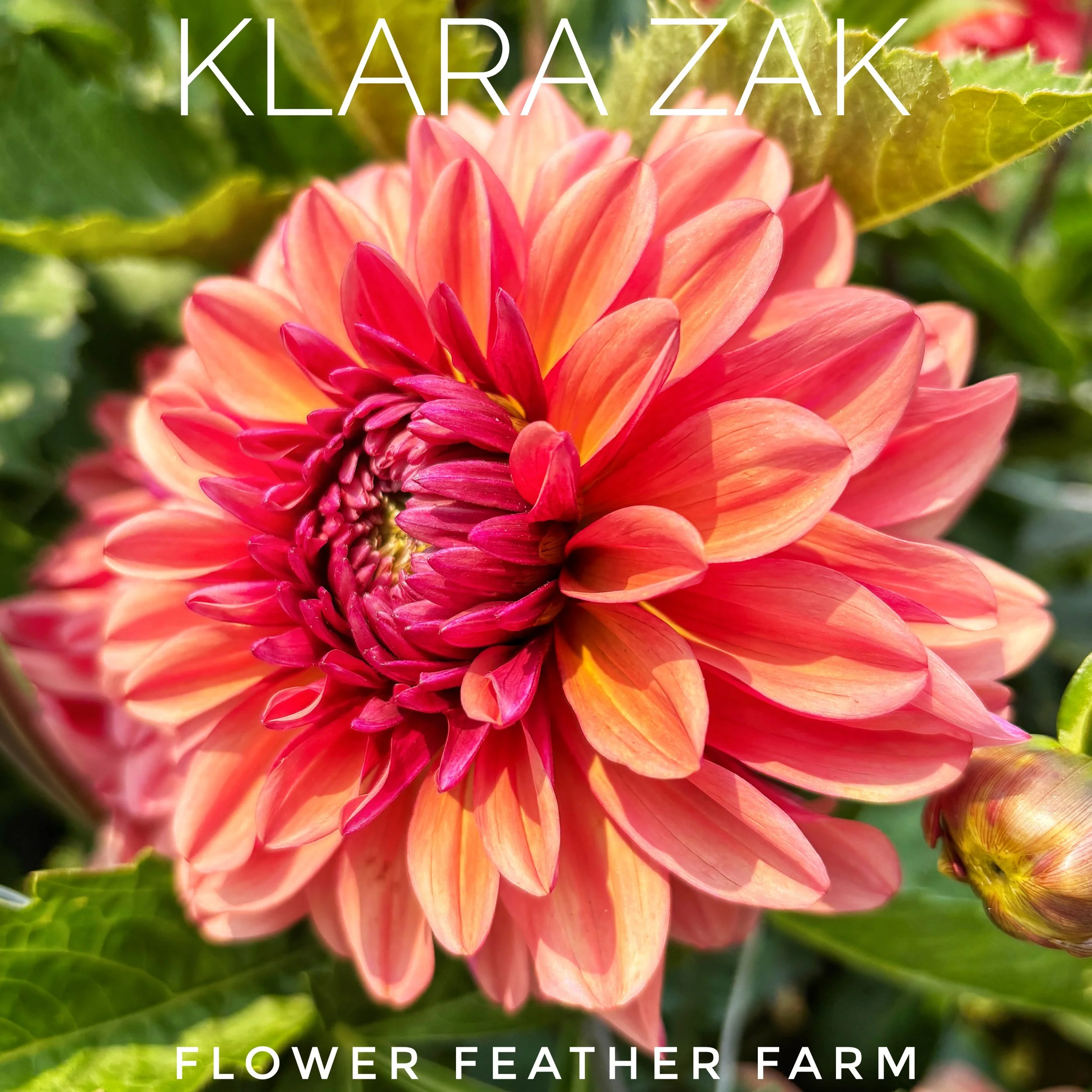 Shop Klara Zak dahlia tubers at Flower Feather Farm — a stunning variety grown sustainably and hand-selected for healthy, true-to-name blooms