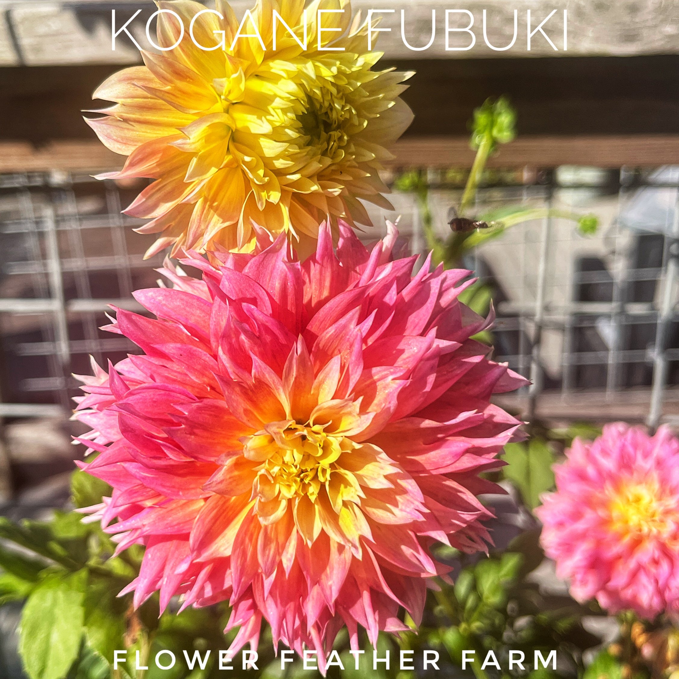 Kogane Fubuki Dahlias at Flower Feather Farm, Specialty Chicks and Dahlia Tubers, a Washington State Dahlia farm -- dahlia grower near me, dahlia farm near me, dahlias near me