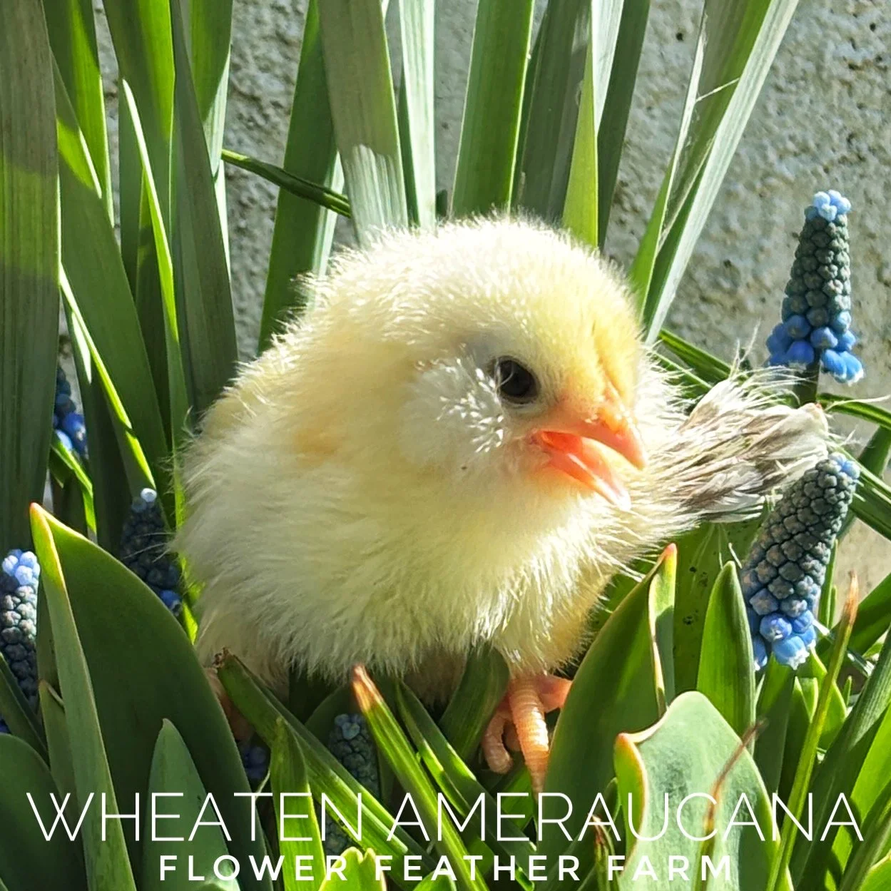 Wheaten/Blue Wheaten/Splash Ameraucana Chicks Hatch 