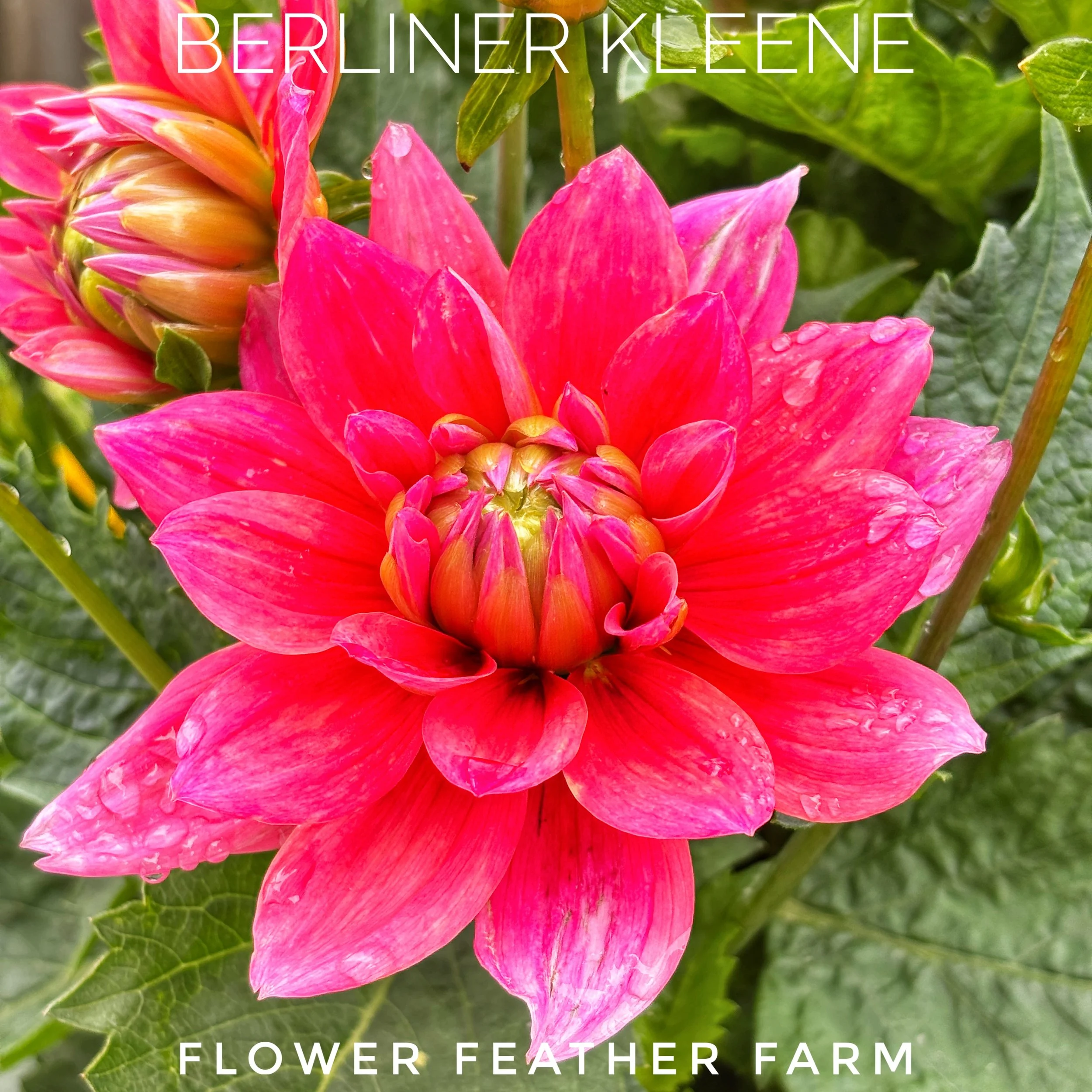 Berliner Kleene Dahlia at Flower Feather Farm, chicks & dahlias, a dahlia farm nearby