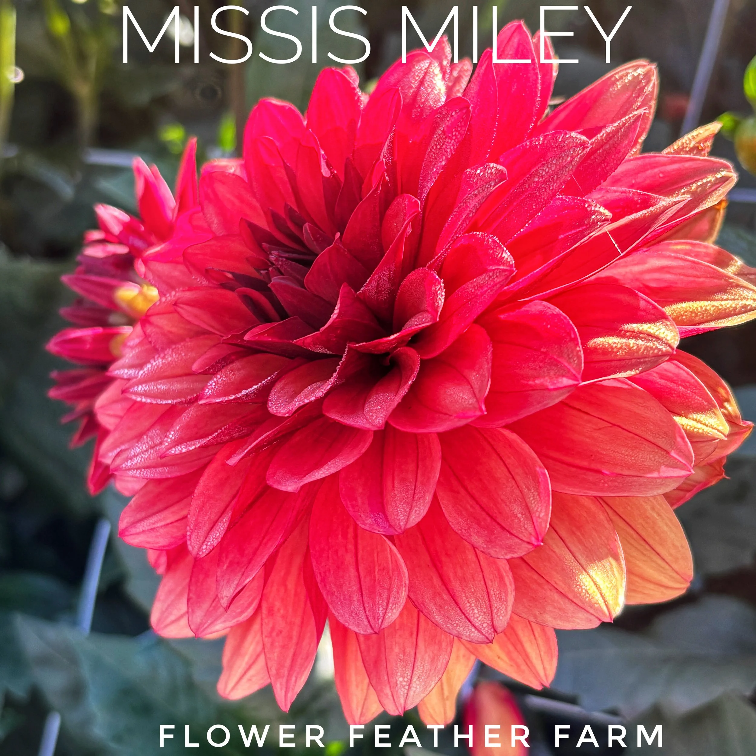 Missis Miley Dahlia at Flower Feather Farm, chicks & dahlias