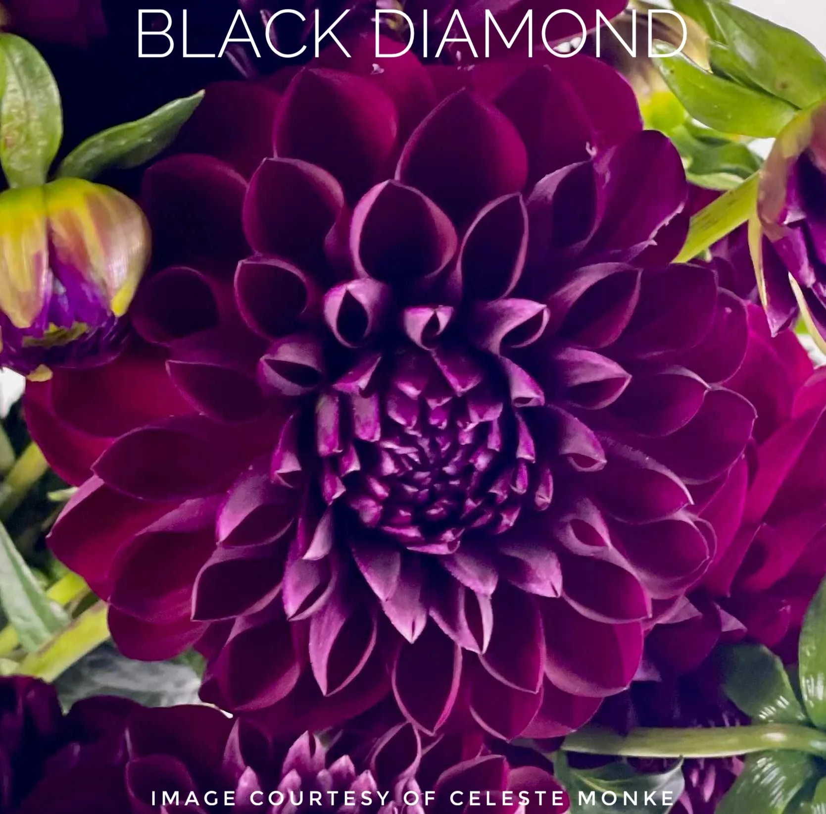 Black Diamond Dahlia Tuber B37