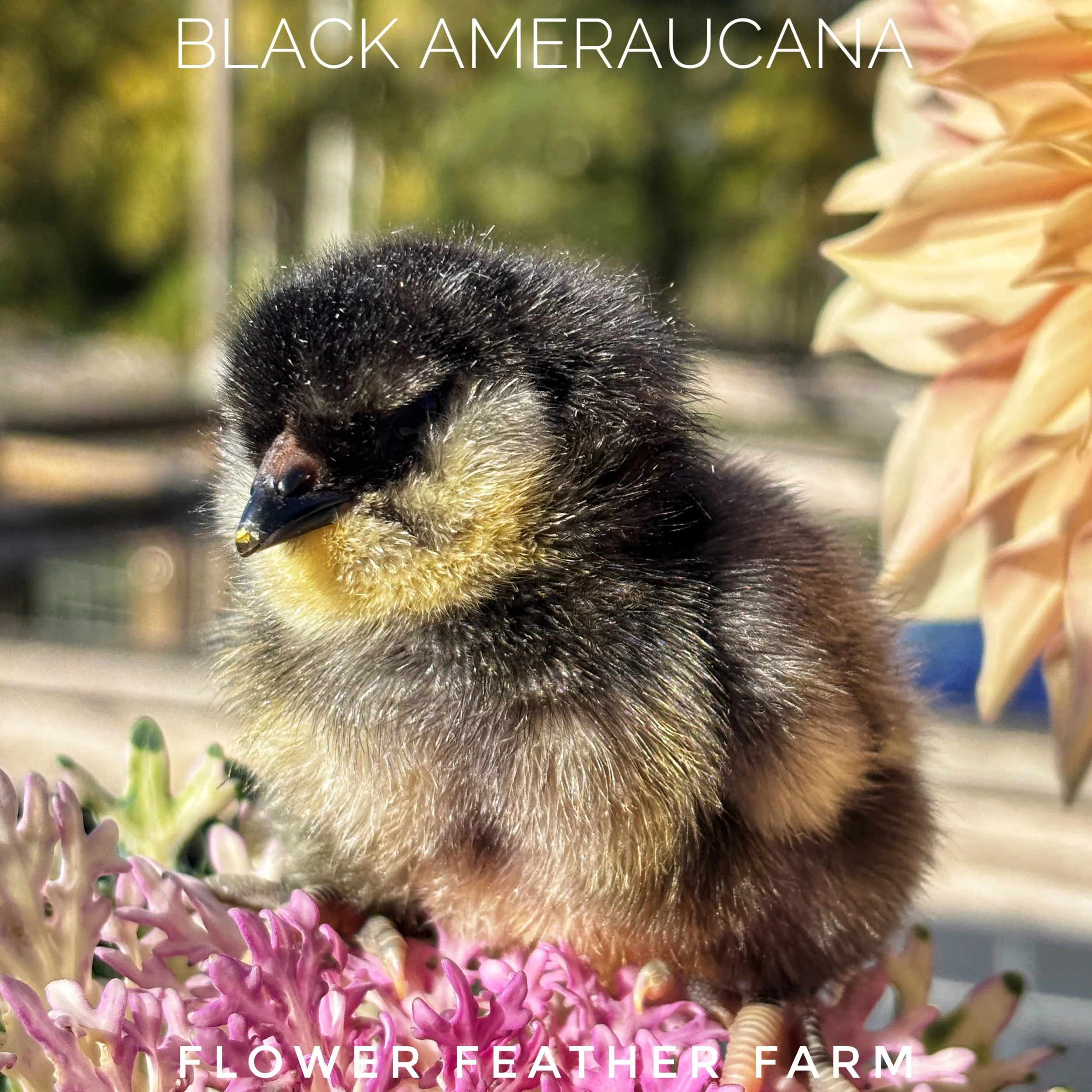 Freshly hatched Black Ameraucana chick at Flower Feather Farm, chicks & dahlias, a chick hatchery in Whatcom County