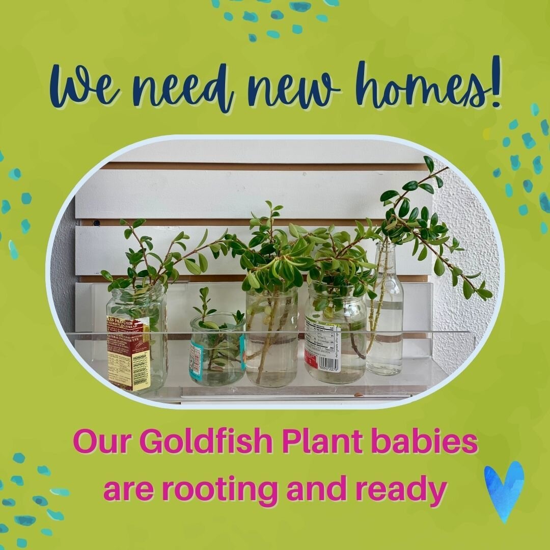 It&rsquo;s spring time (we swear!) and we have some Goldfish plant babies that are ready for a new home and adventure! They all come from Ceilidh&rsquo;s beautiful and historic Goldfish plant&hellip;it&rsquo;s over 20 years old :). Feel free to stop 